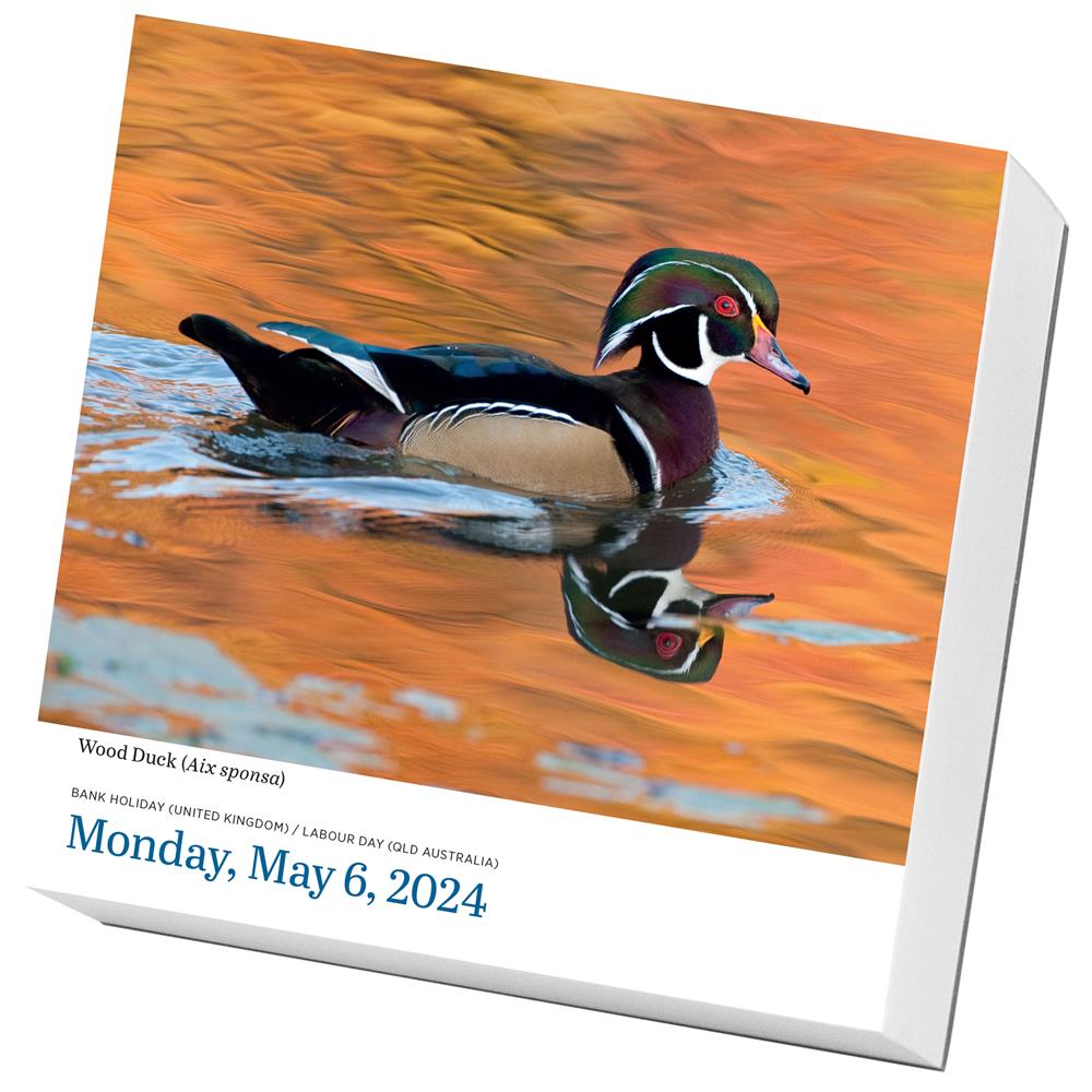 9781523519132 Audubon Birds 2024 Box Calendar Hachette Book Group
