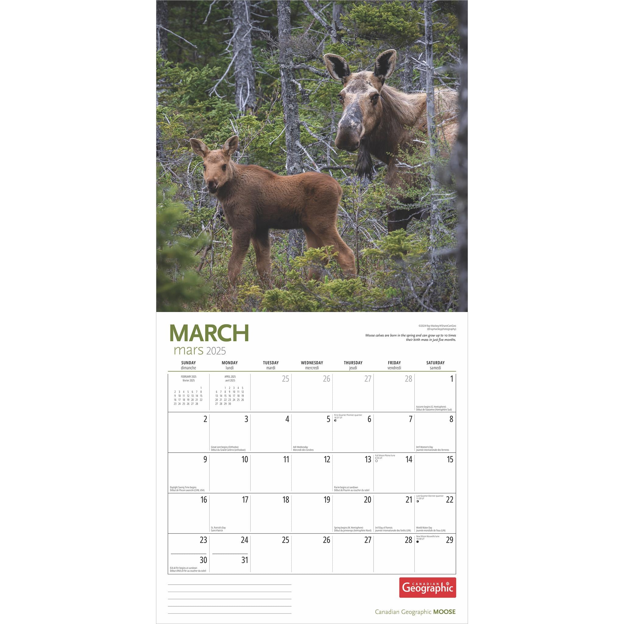 Moose Canadian Geographic Wall 2025 Calendar