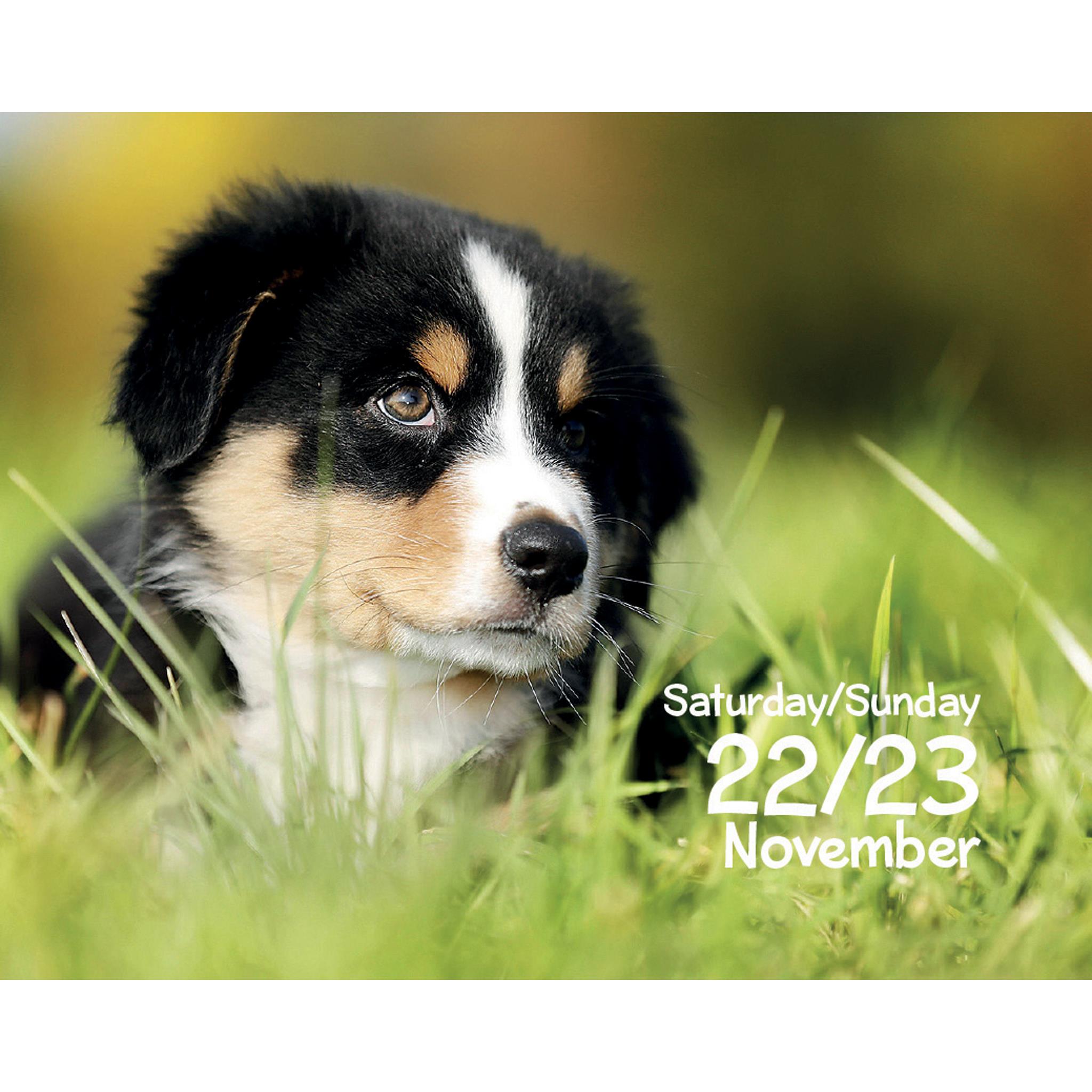 Puppies Small Box 2025 Calendar