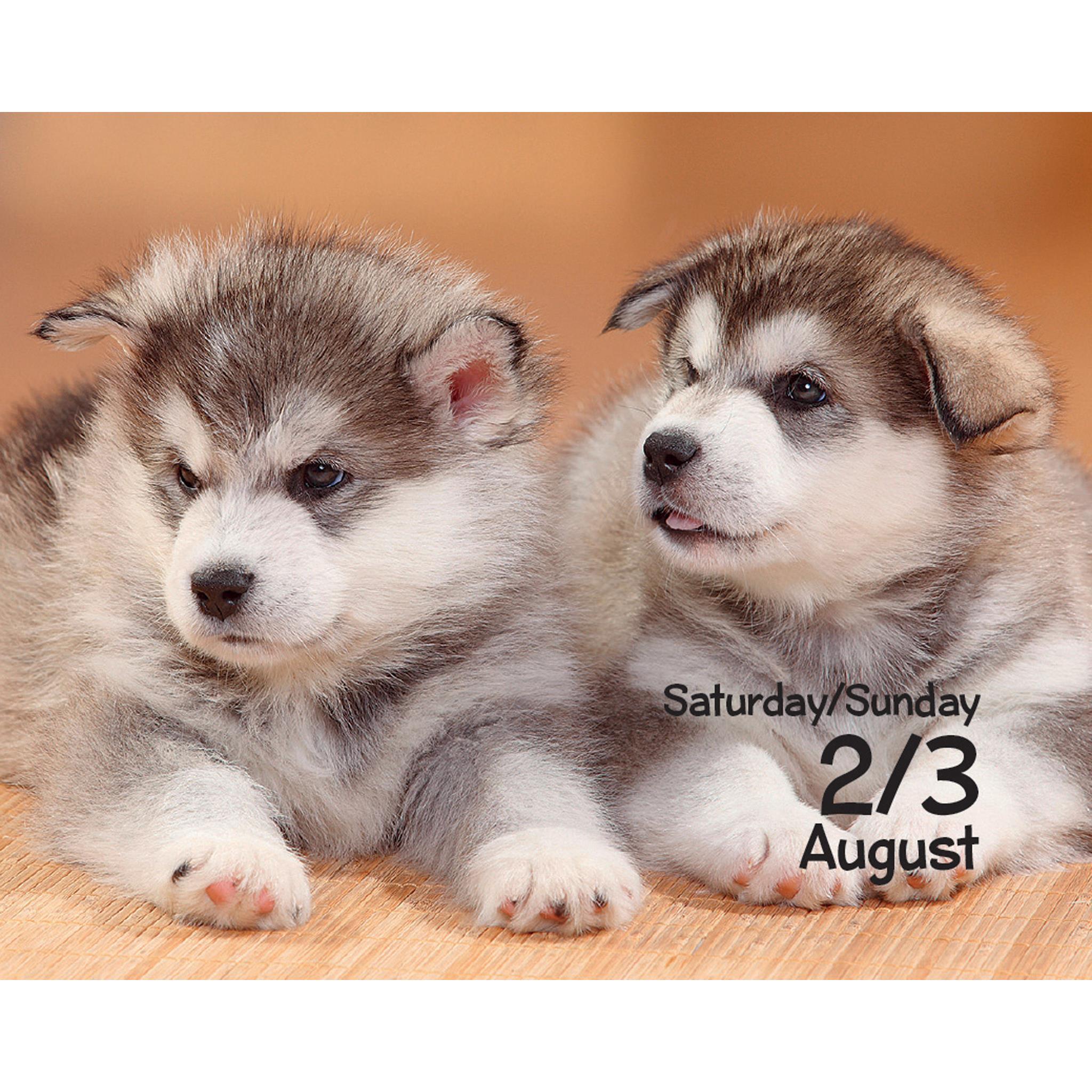 Puppies Small Box 2025 Calendar