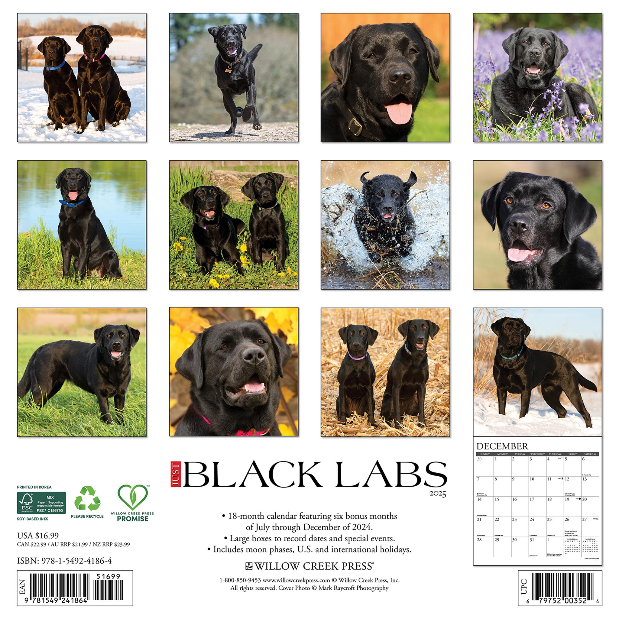 Just Black Labs Wall 2025 Calendar