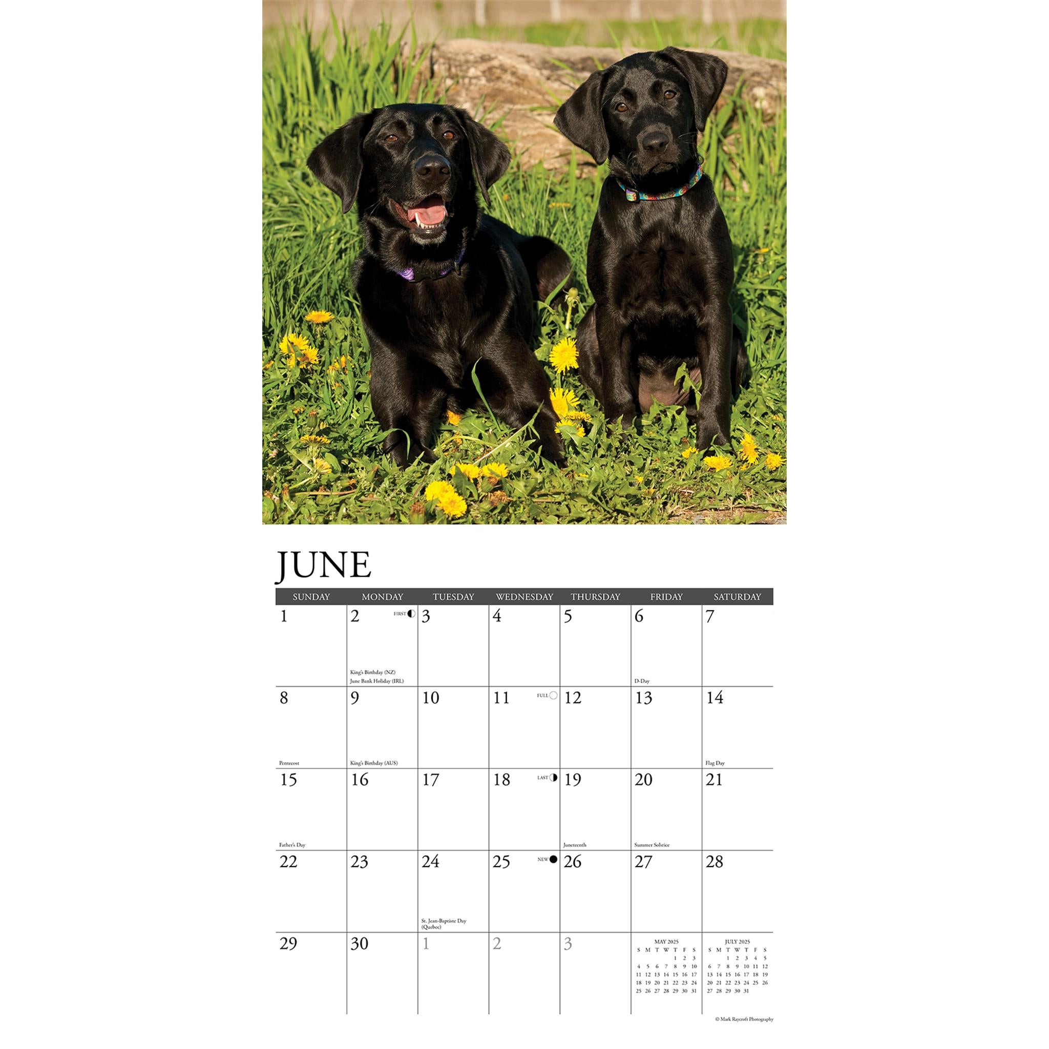 Just Black Labs Wall 2025 Calendar