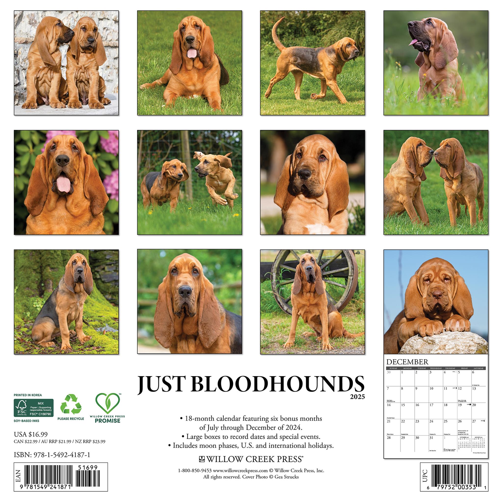 Just Bloodhounds Wall 2025 Calendar