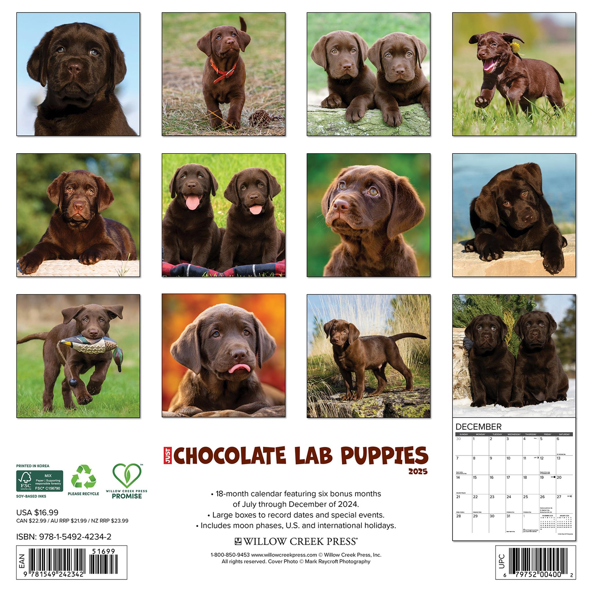 Just Chocolate Lab Puppies Wall 2025 Calendar