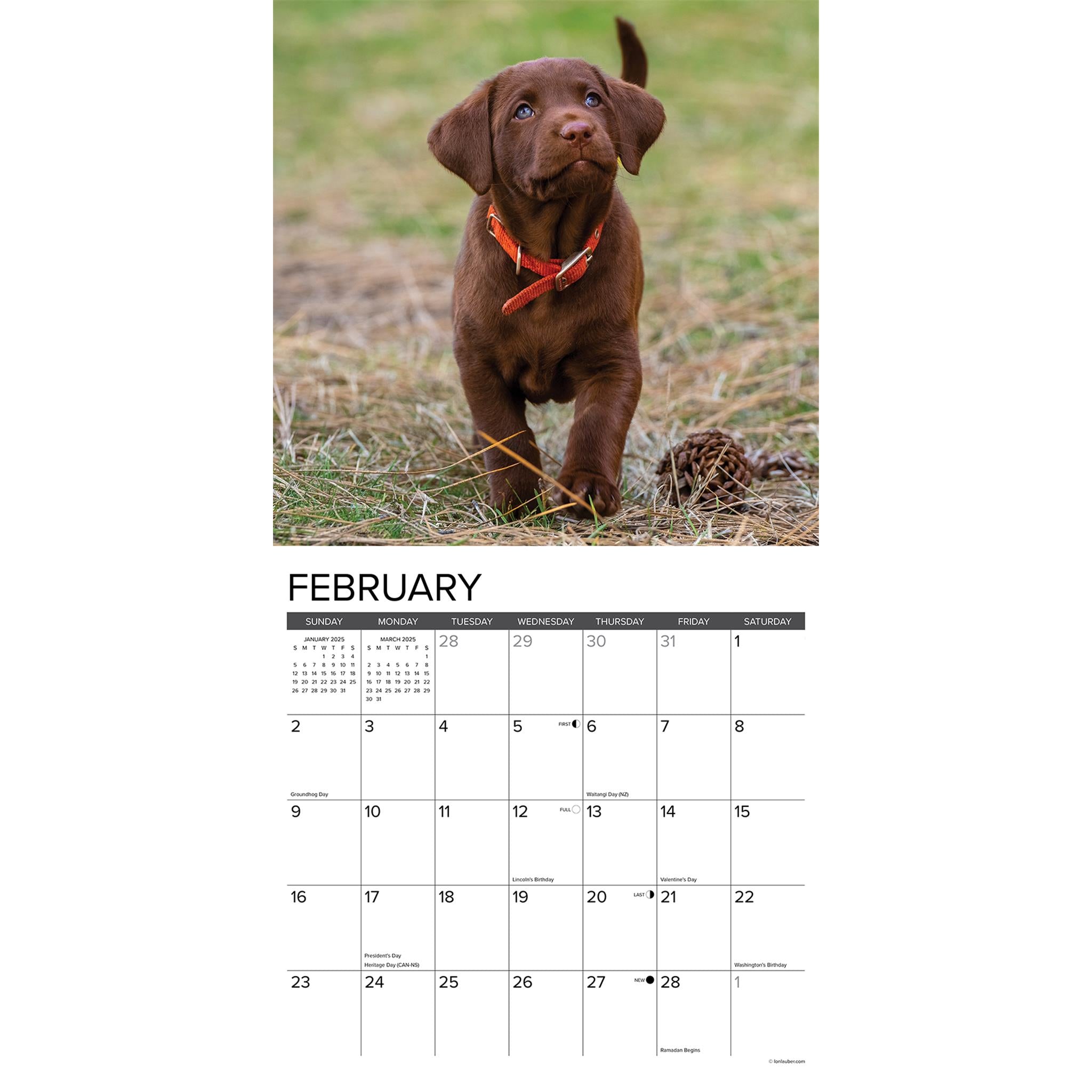 Just Chocolate Lab Puppies Wall 2025 Calendar