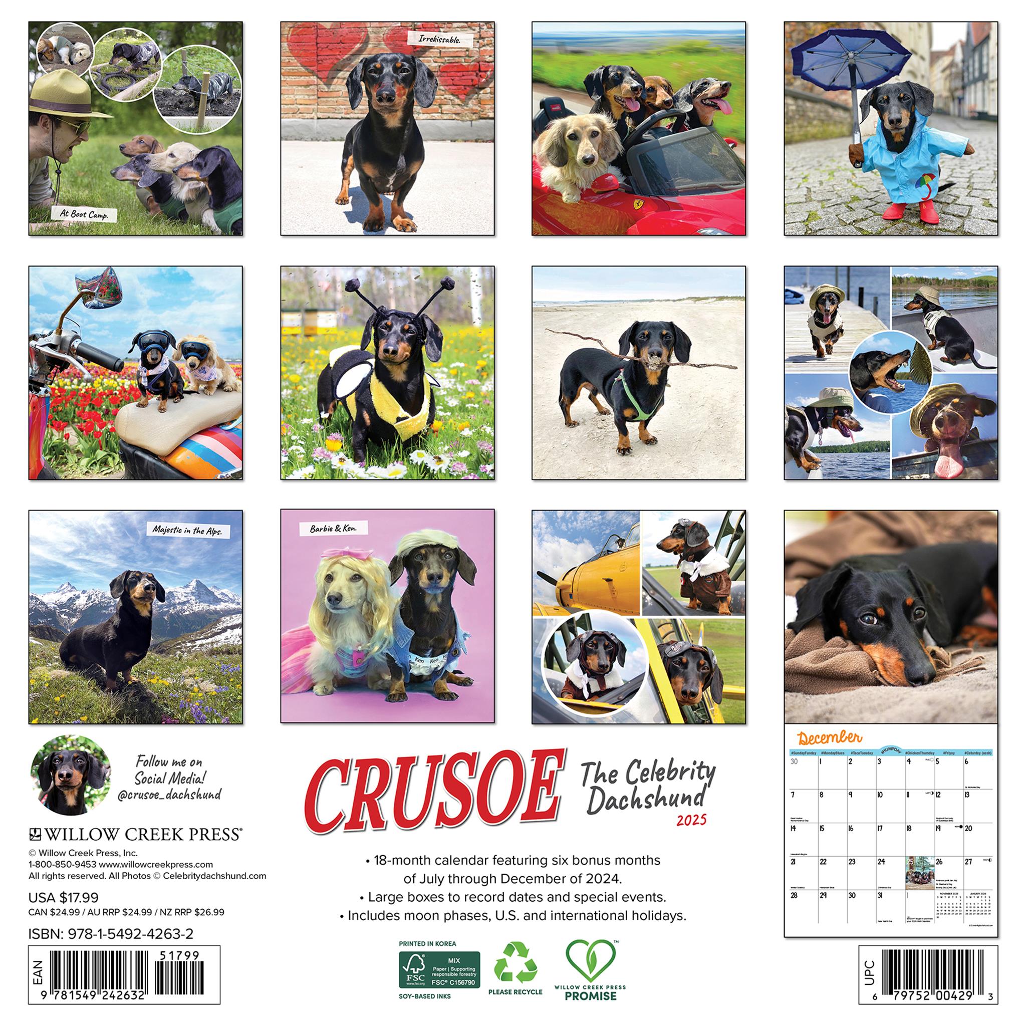 Crusoe The Celebrity Dachshund Wall 2025 Calendar