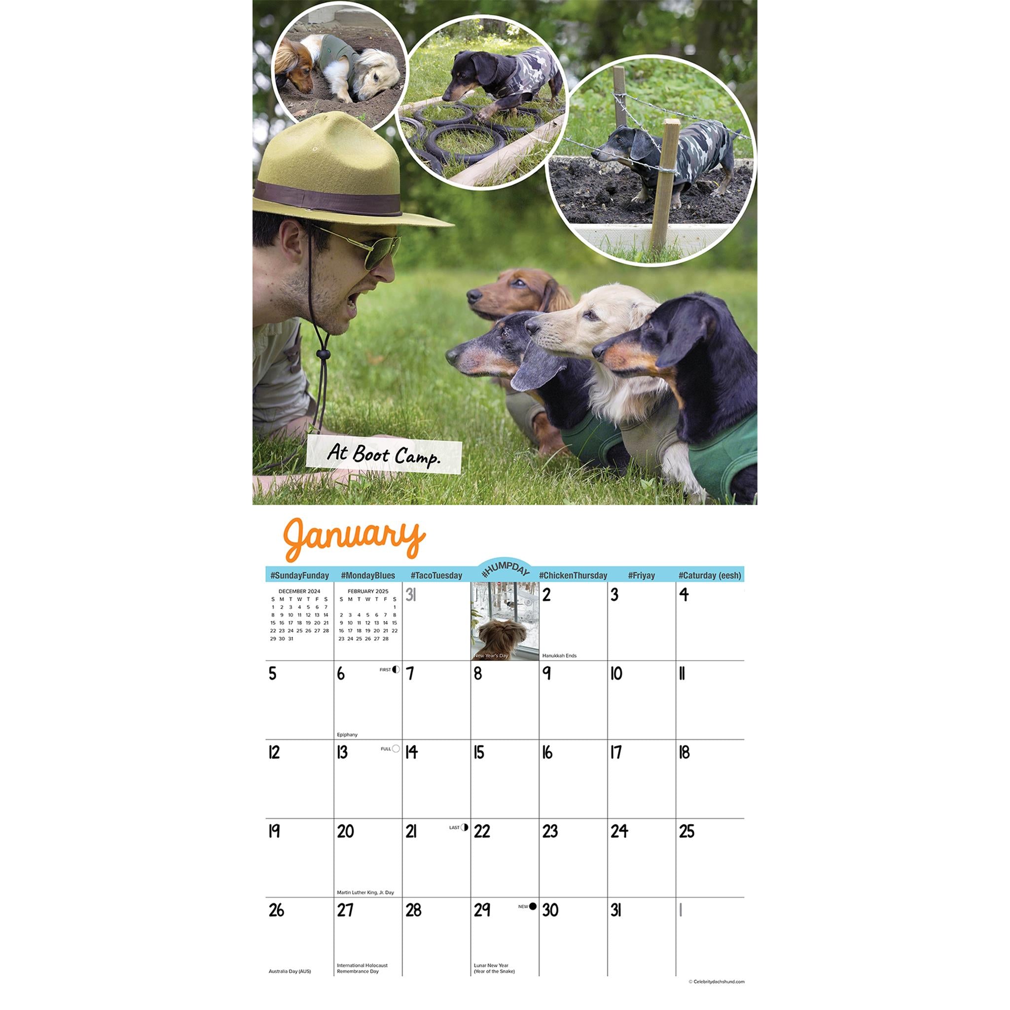 Crusoe The Celebrity Dachshund Wall 2025 Calendar