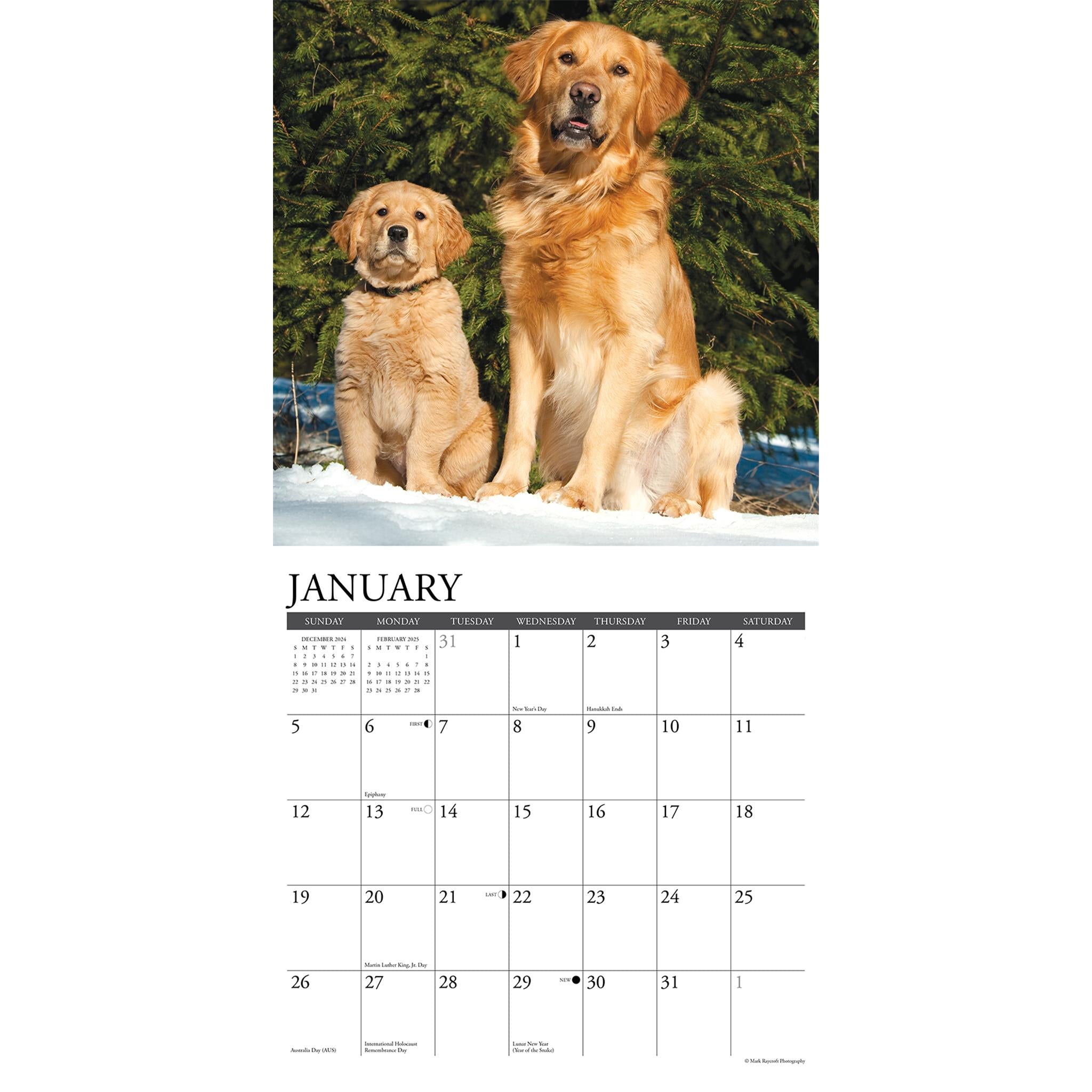 Just Goldens Wall 2025 Calendar