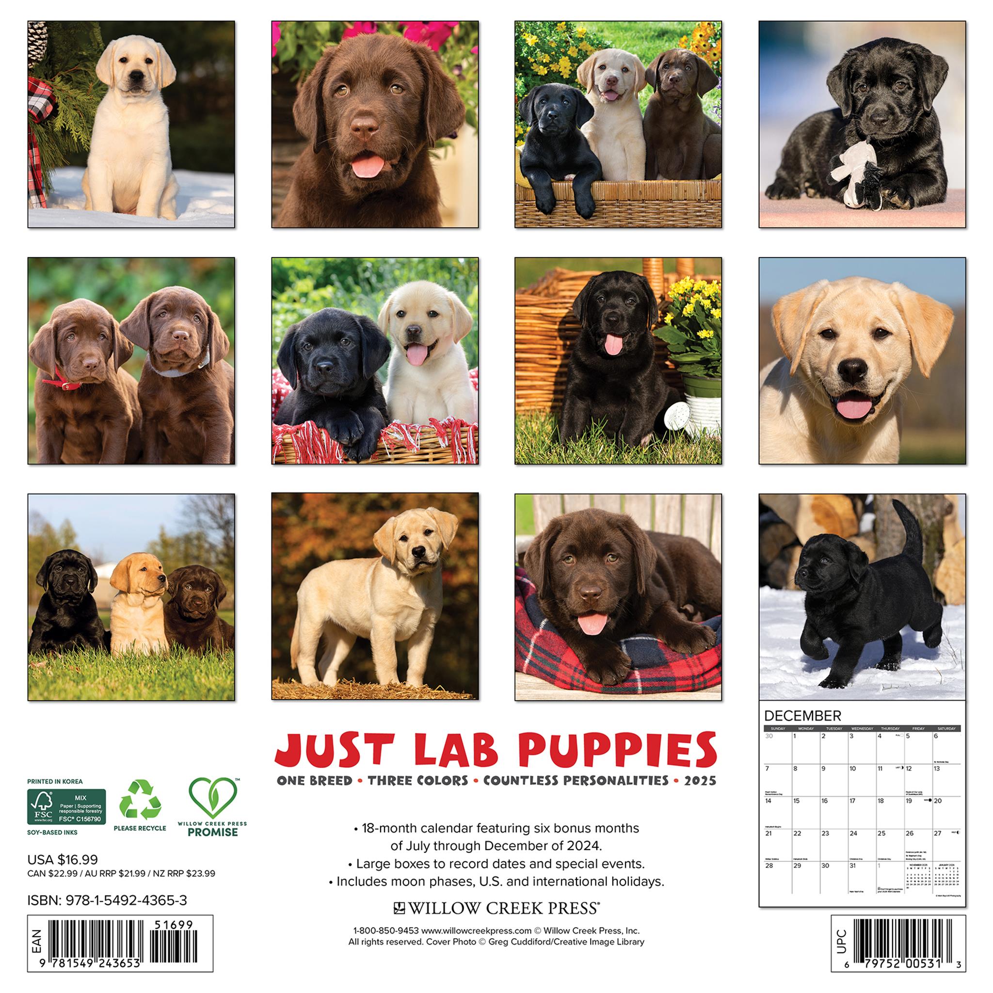 Just Lab Puppies Wall 2025 Calendar