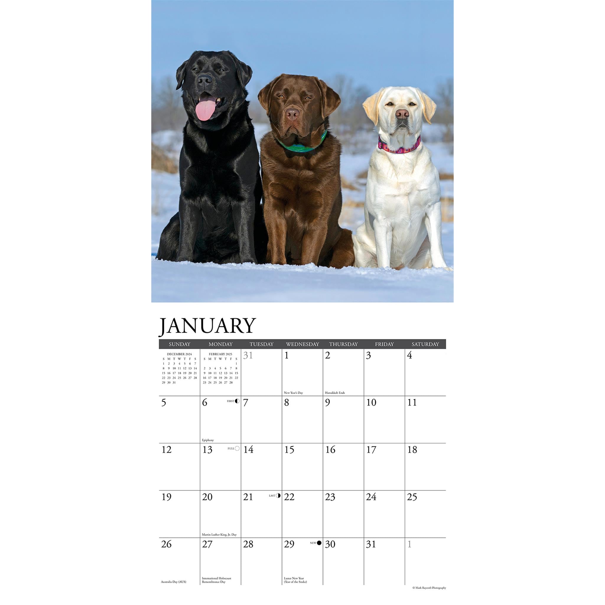 Just Labs Wall 2025 Calendar