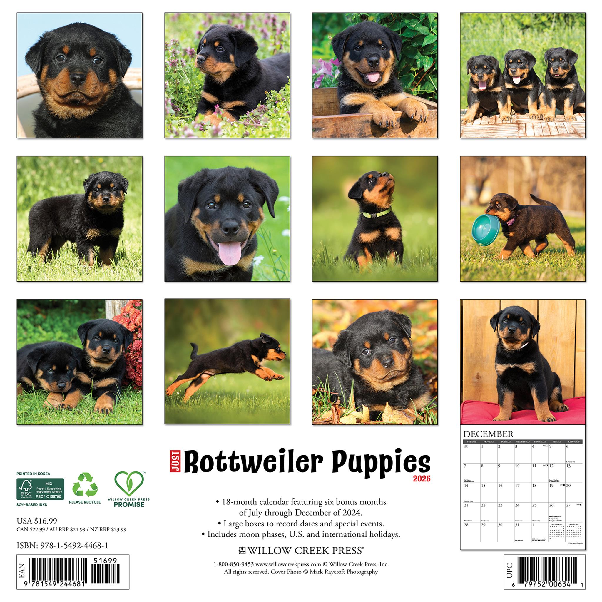 Just Rottweiler Puppies Wall 2025 Calendar