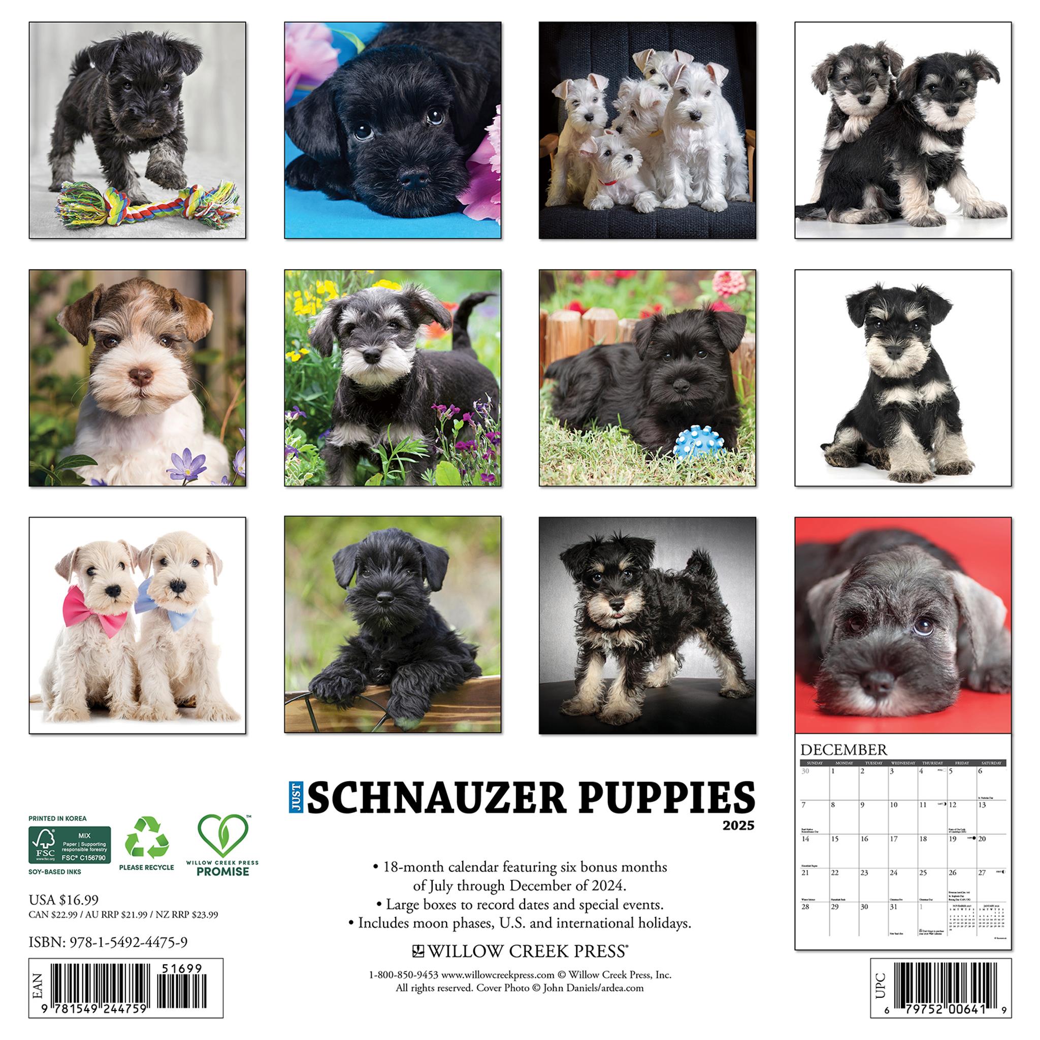 Just Schnauzer Puppies Wall 2025 Calendar