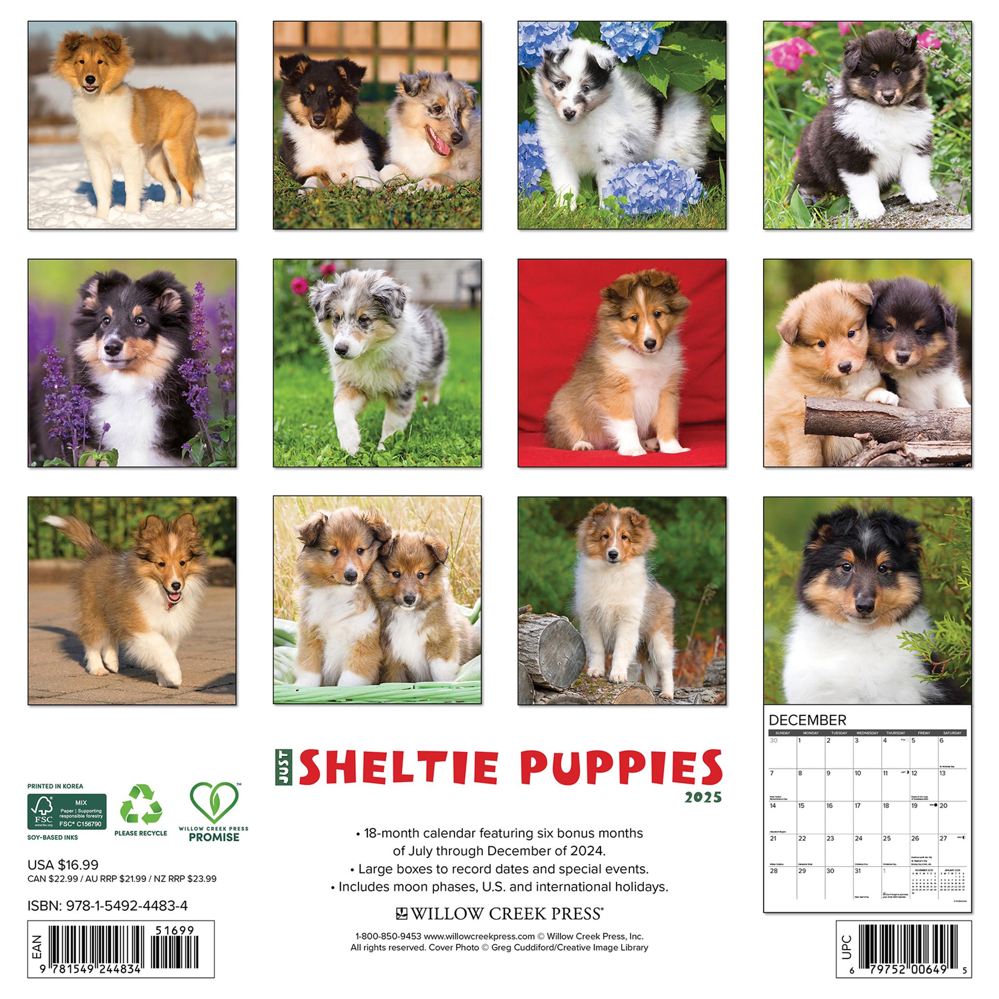 Just Sheltie Puppies Wall 2025 Calendar