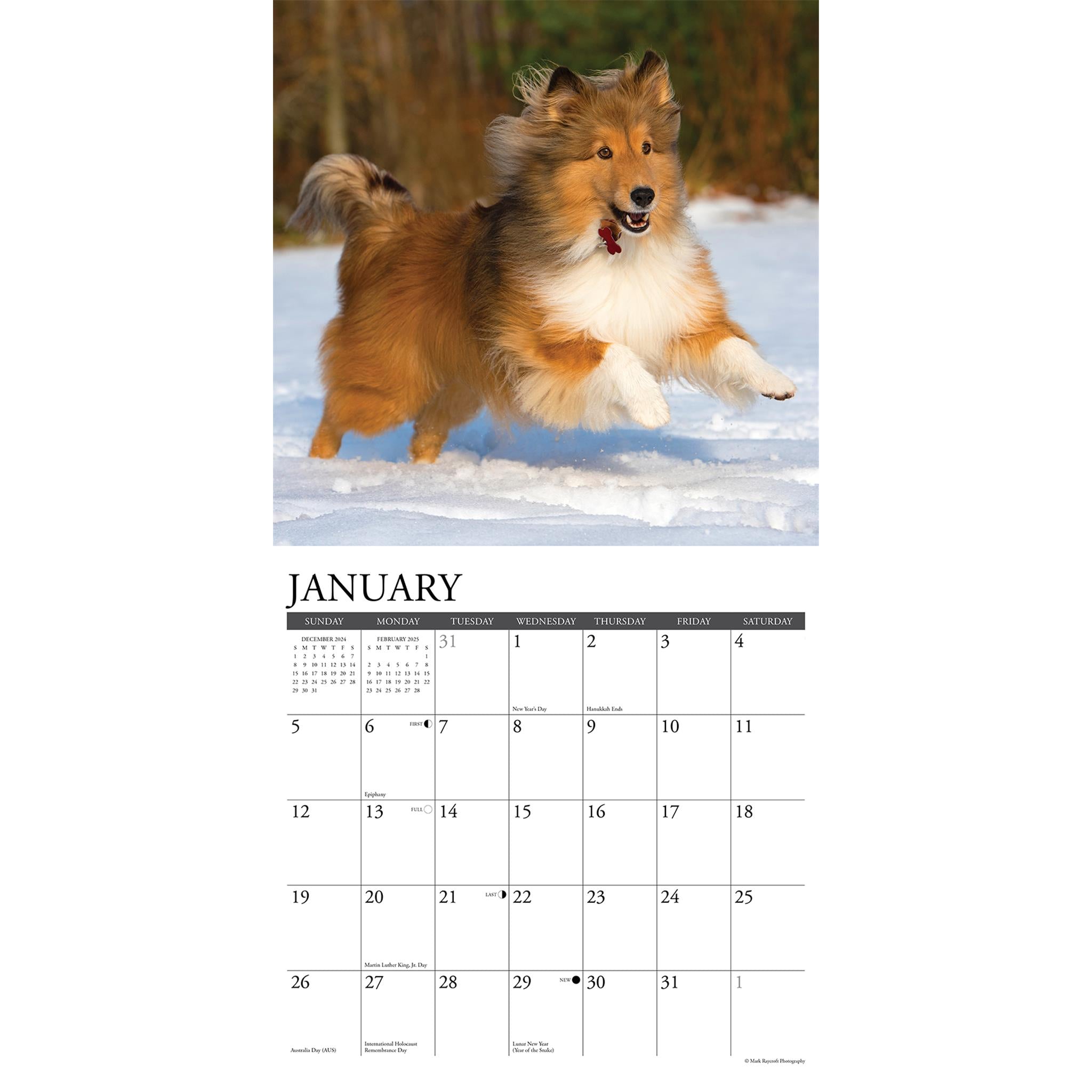 Just Shelties Wall 2025 Calendar