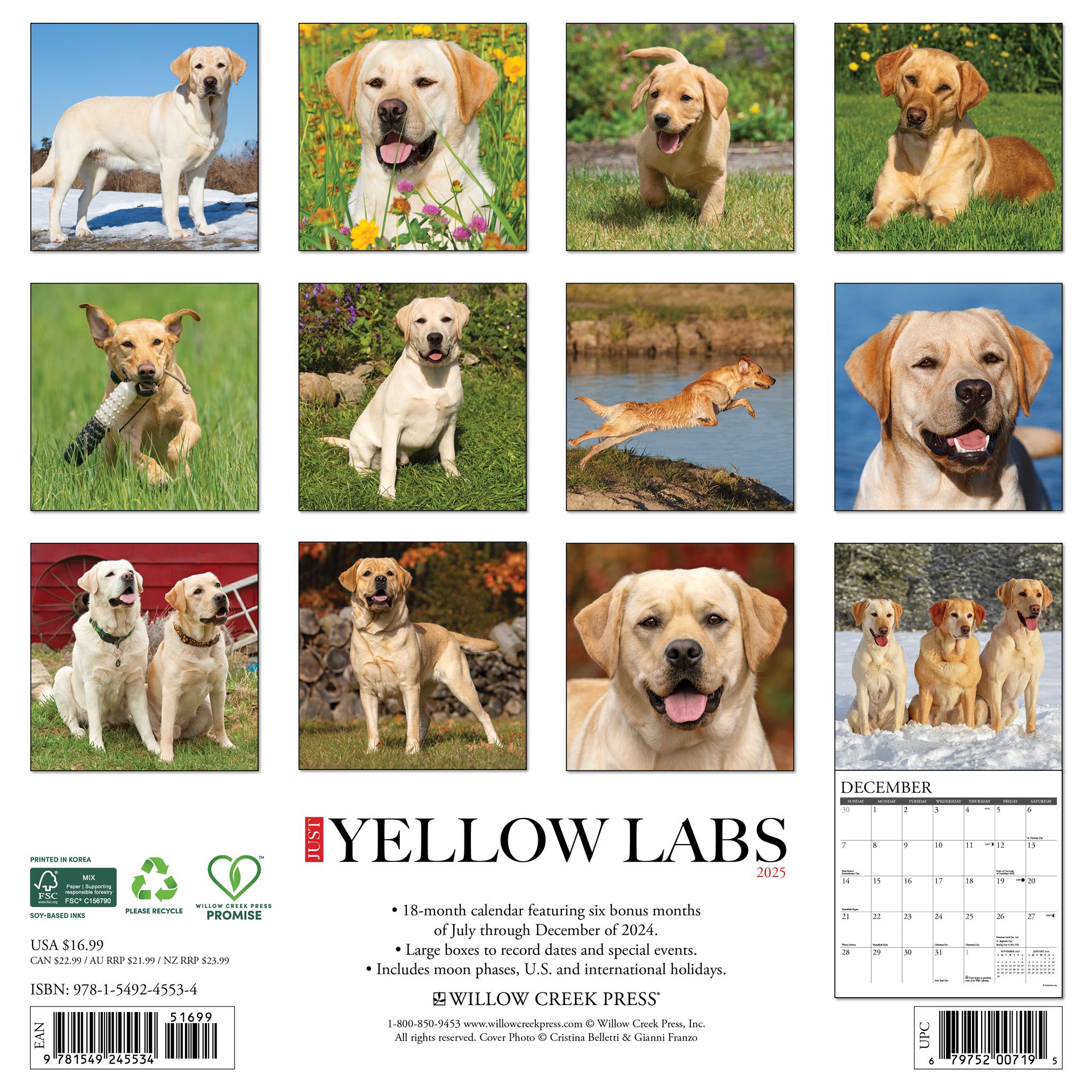 Just Yellow Labs Wall 2025 Calendar