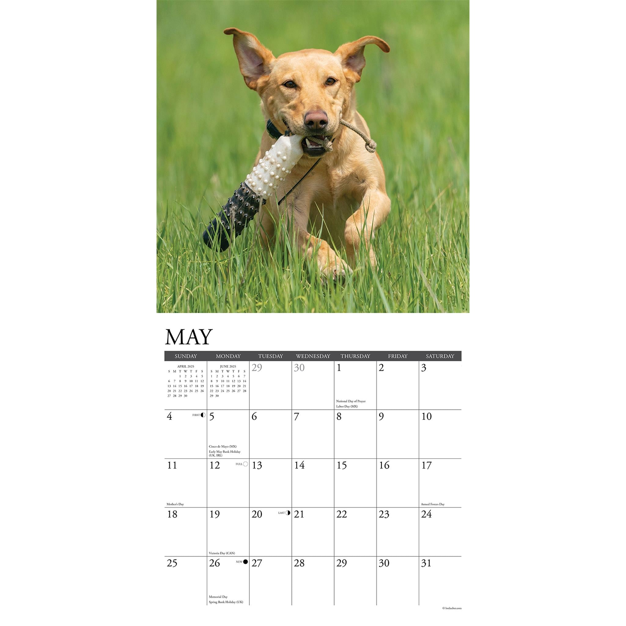 Just Yellow Labs Wall 2025 Calendar