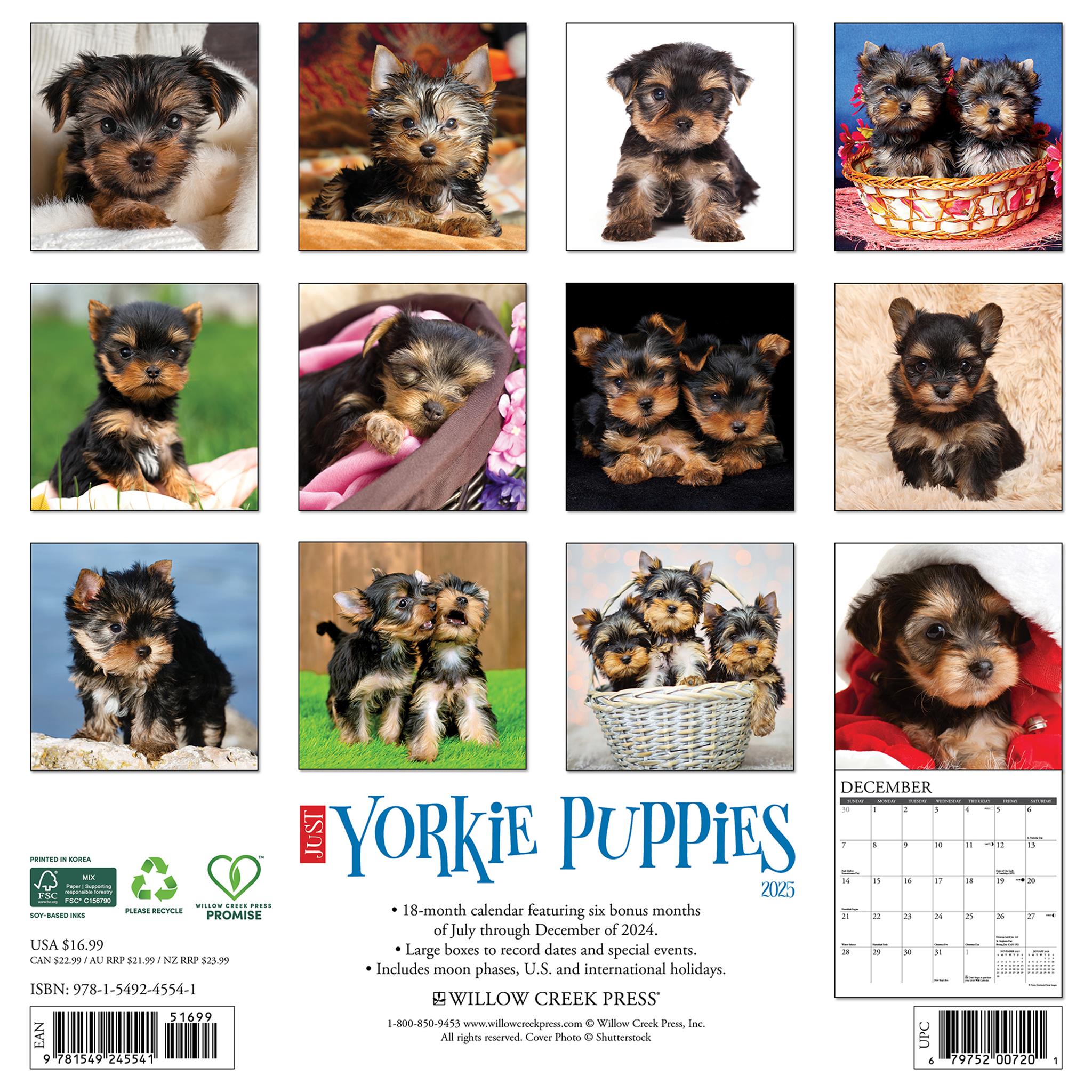 Just Yorkie Puppies Wall 2025 Calendar