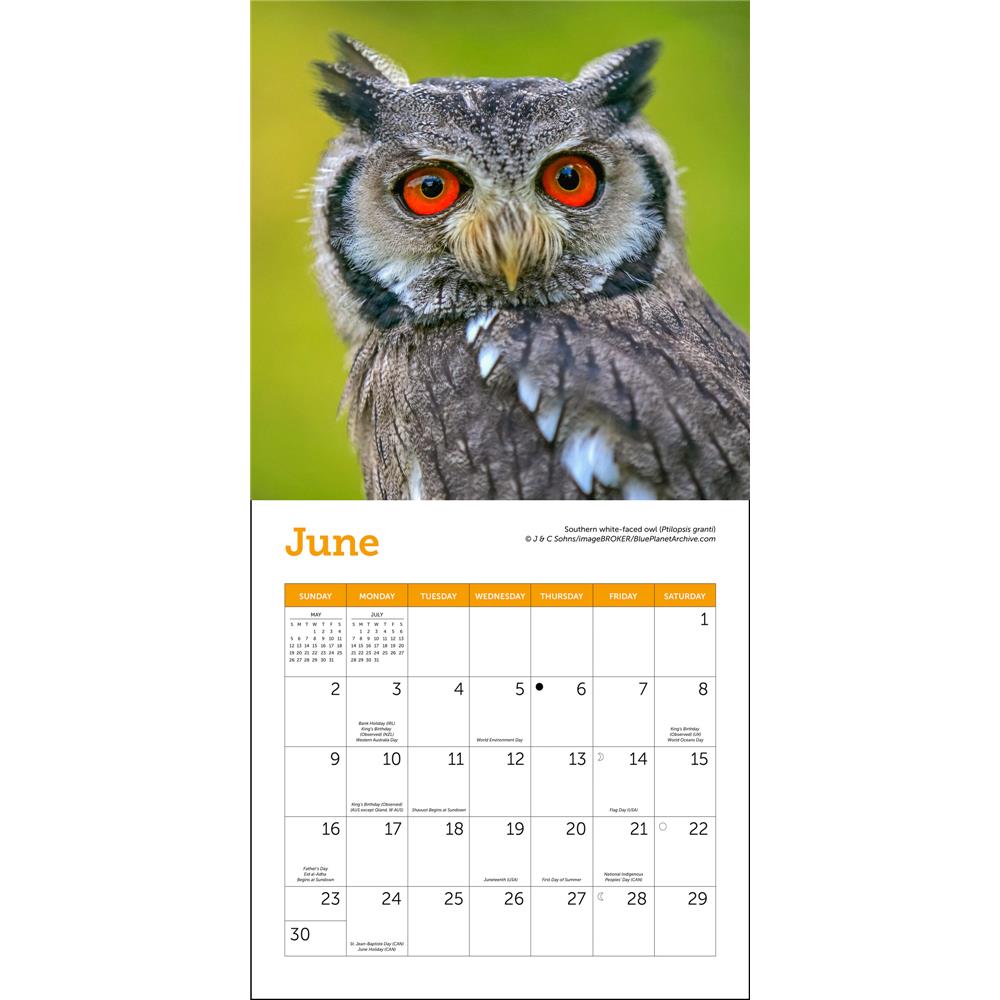 9781637711446 Owls Mini Ziga Media - Calendar Club