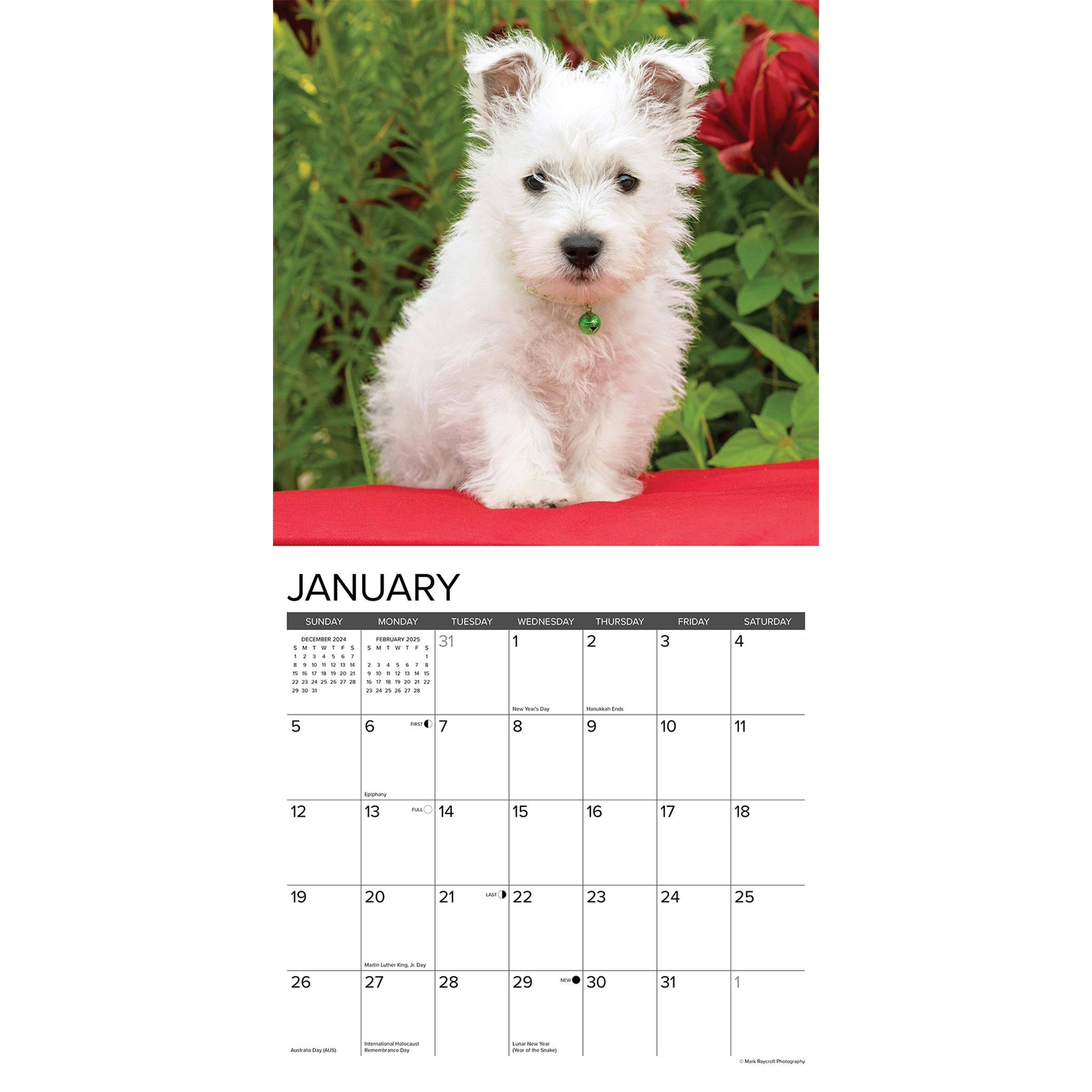 Westie Puppies Wall 2025 Calendar - Online Exclusive