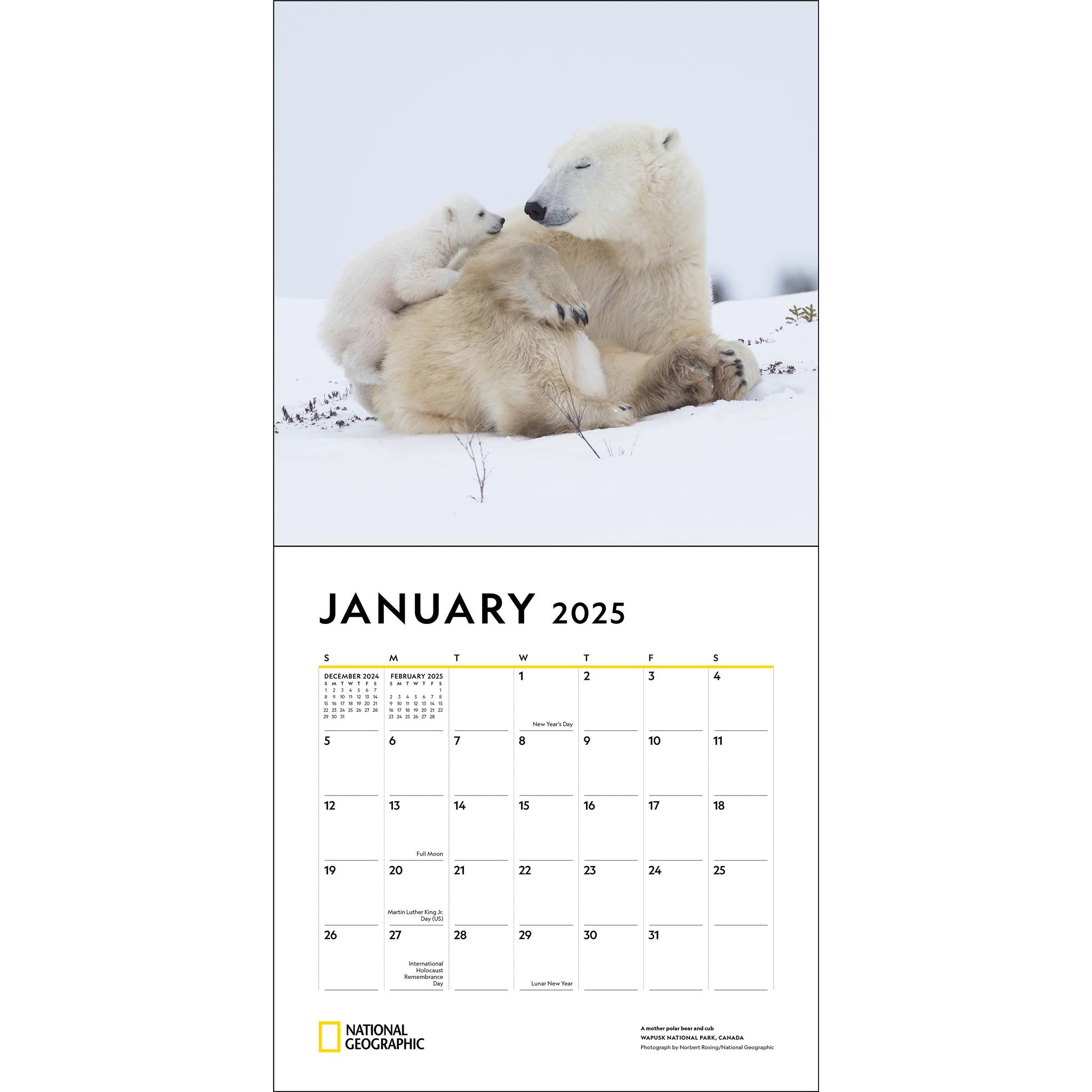 Animal Families National Geographic Wall 2025 Calendar - Online Exclusive