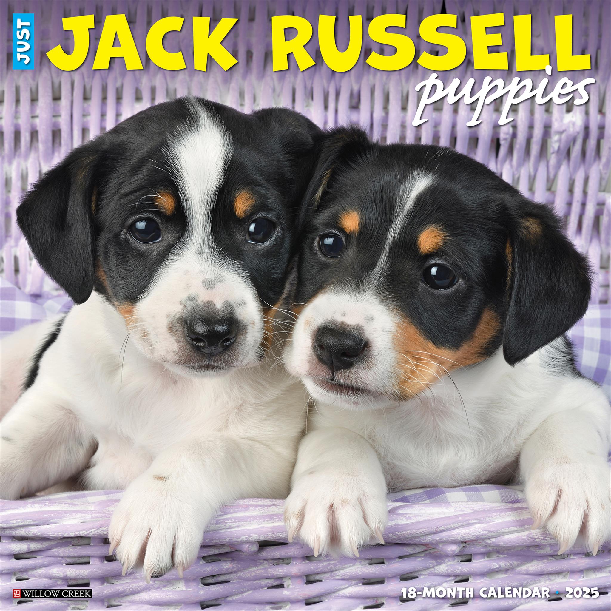 Just Jack Russell Puppies Wall 2025 Calendar - Online Exclusive