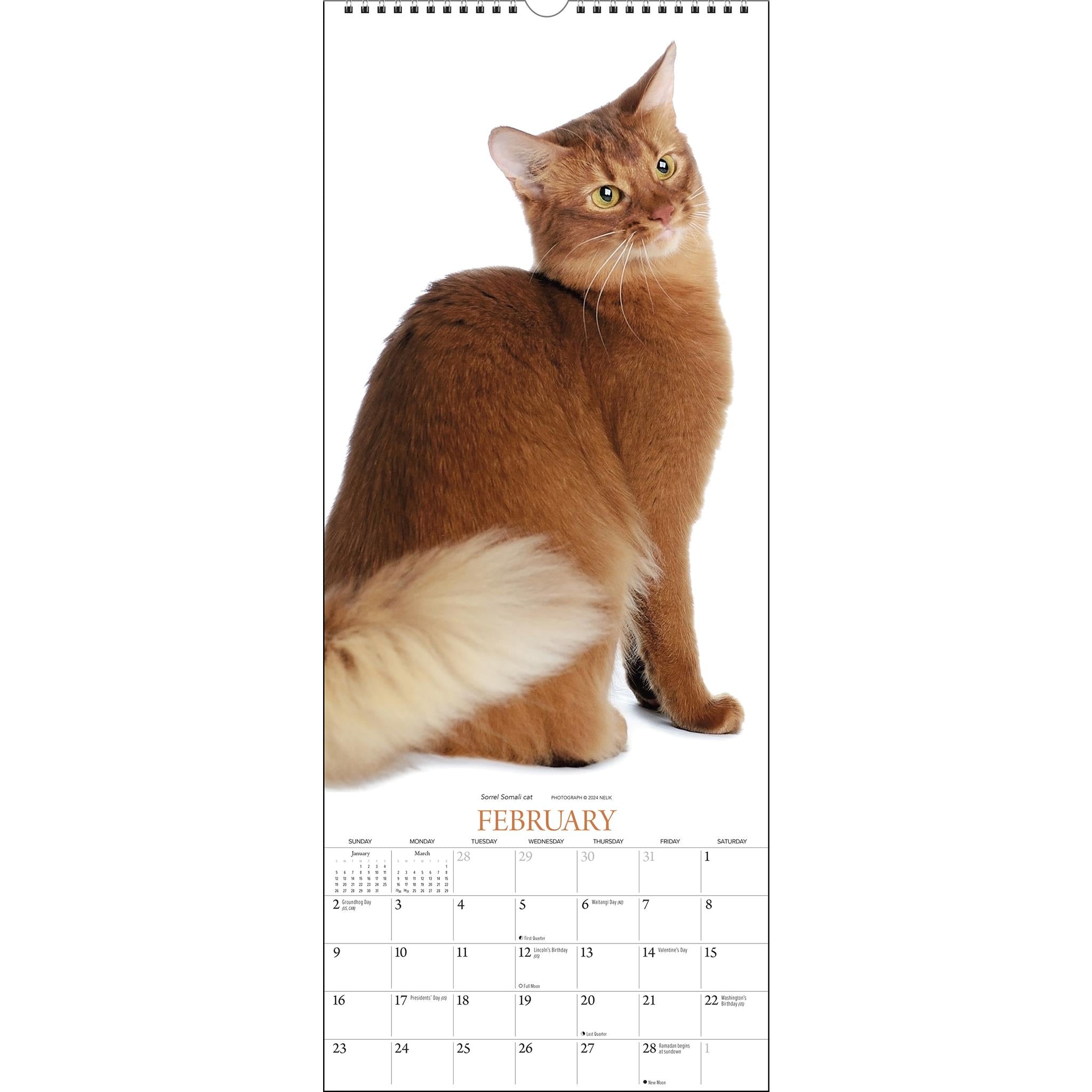 Cats Poster 2025 Calendar