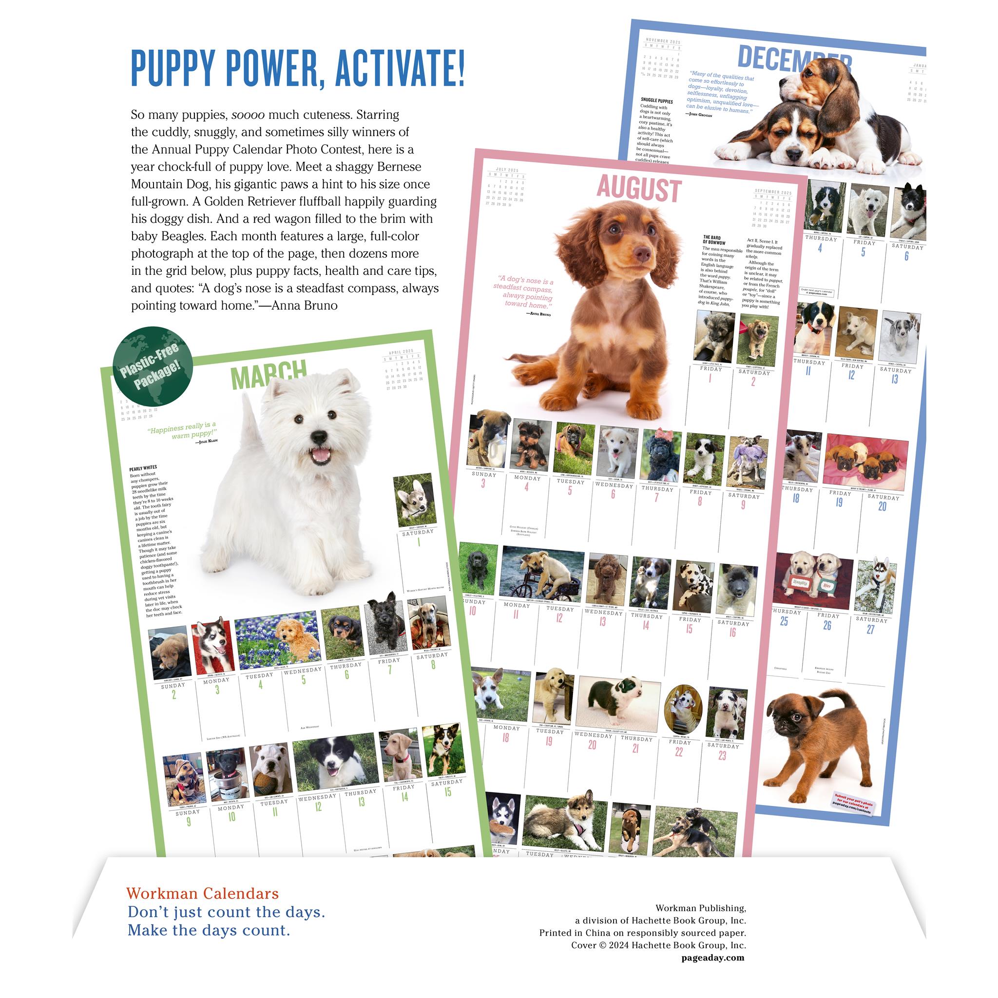 Puppies 365 Wall 2025 Calendar