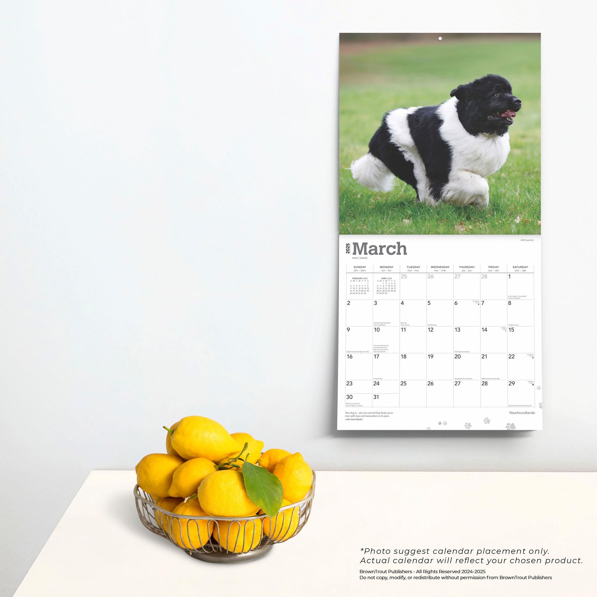 Newfoundlands Wall 2025 Calendar