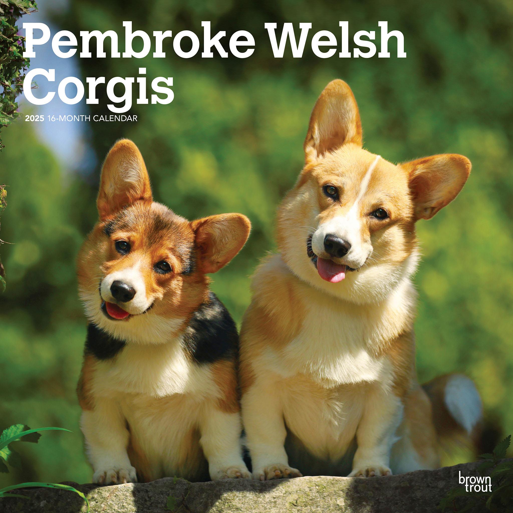 Welsh Corgis Pembroke Wall 2025 Calendar - Online Exclusive