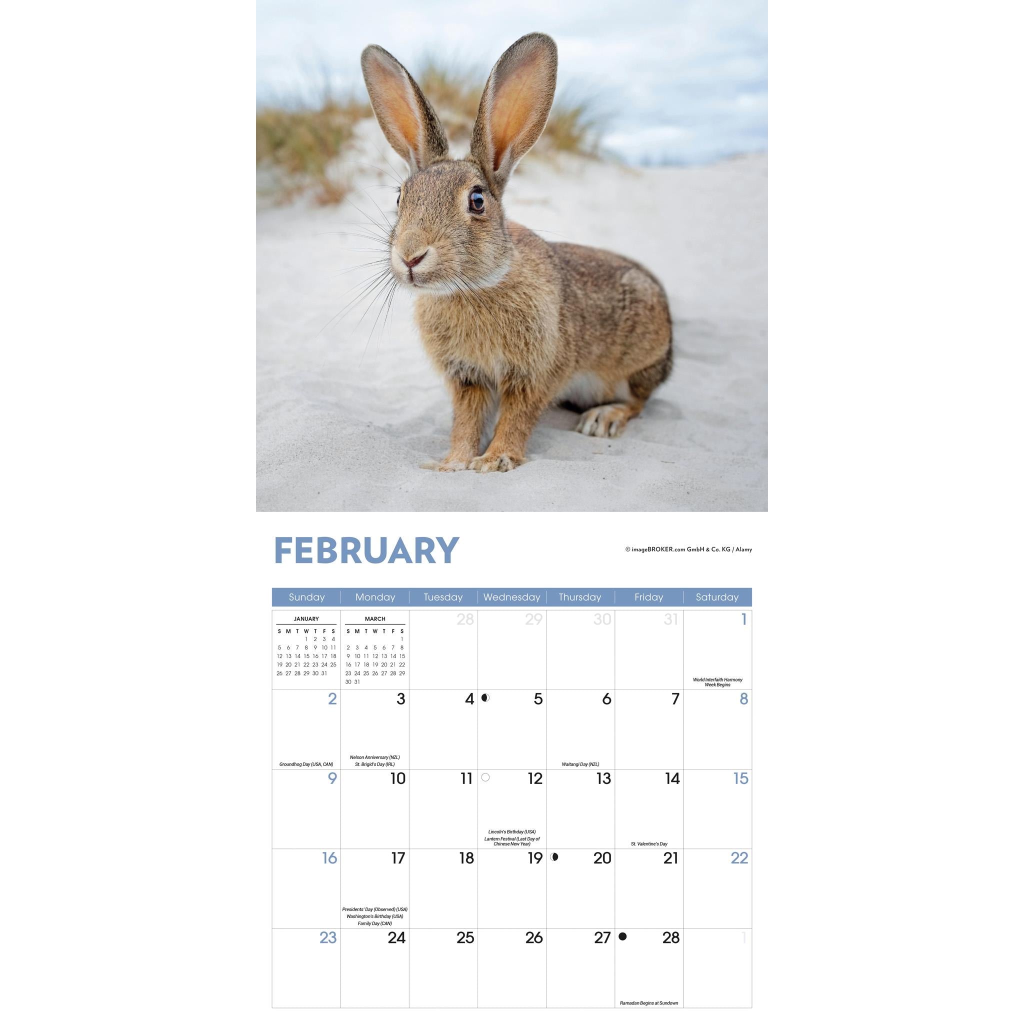 Rabbits Wall 2025 Calendar