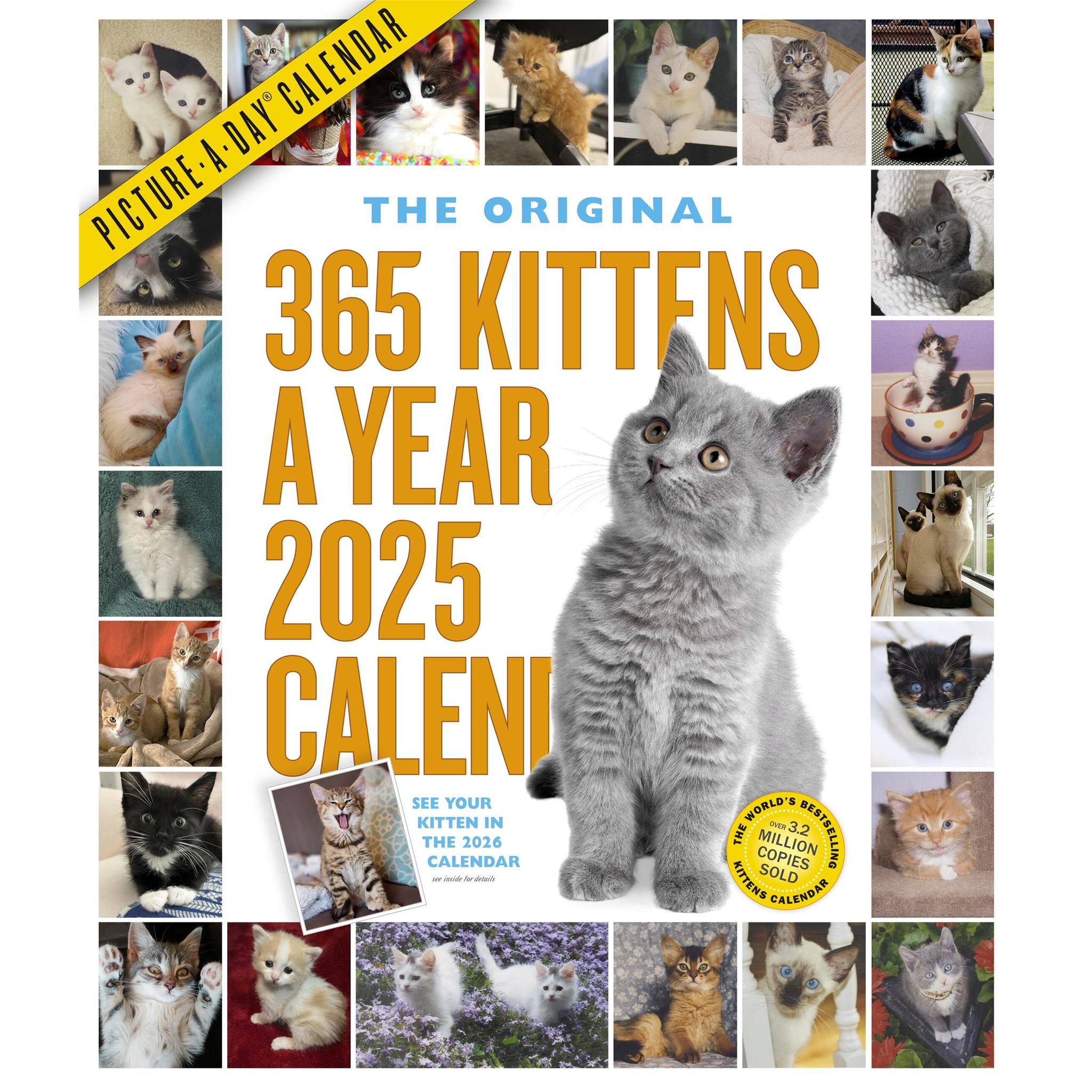 Kittens 365 Wall 2025 Calendar