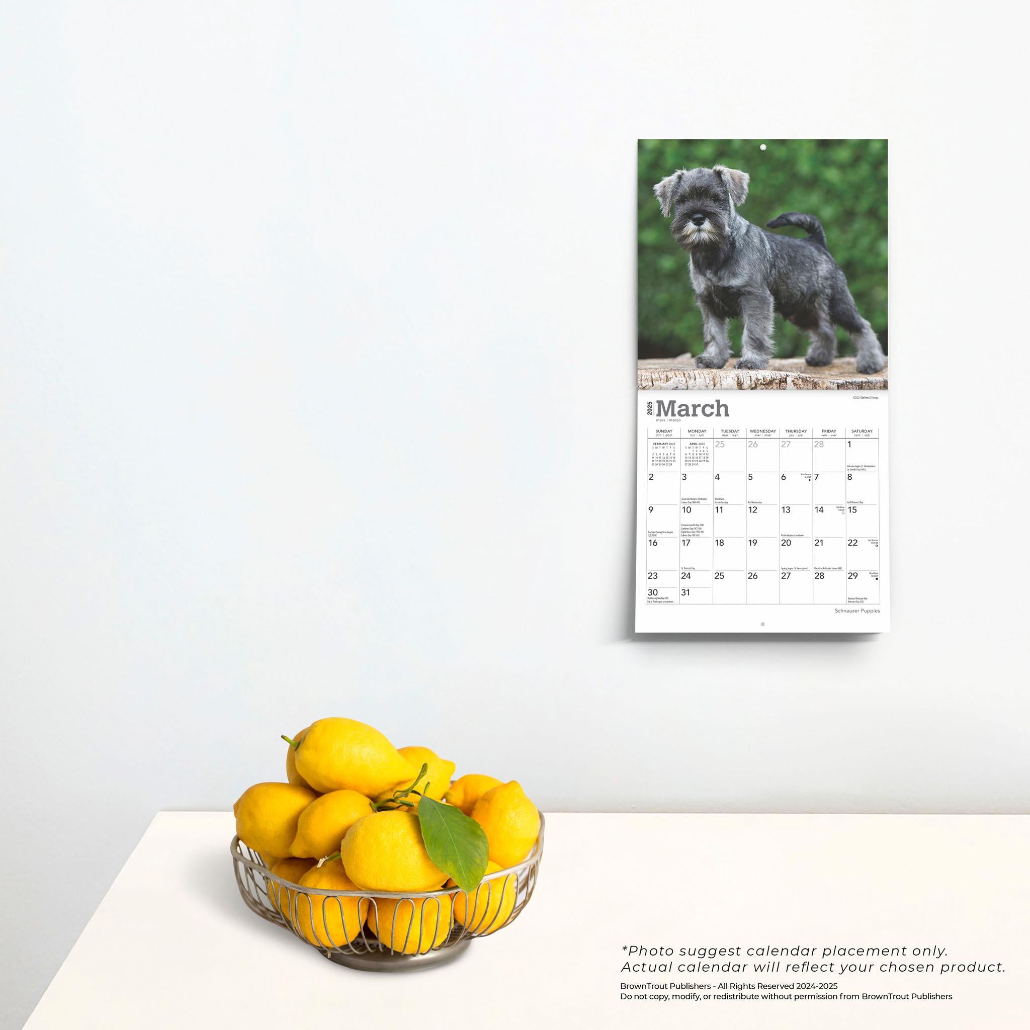 Schnauzer Puppies Mini 2025 Calendar