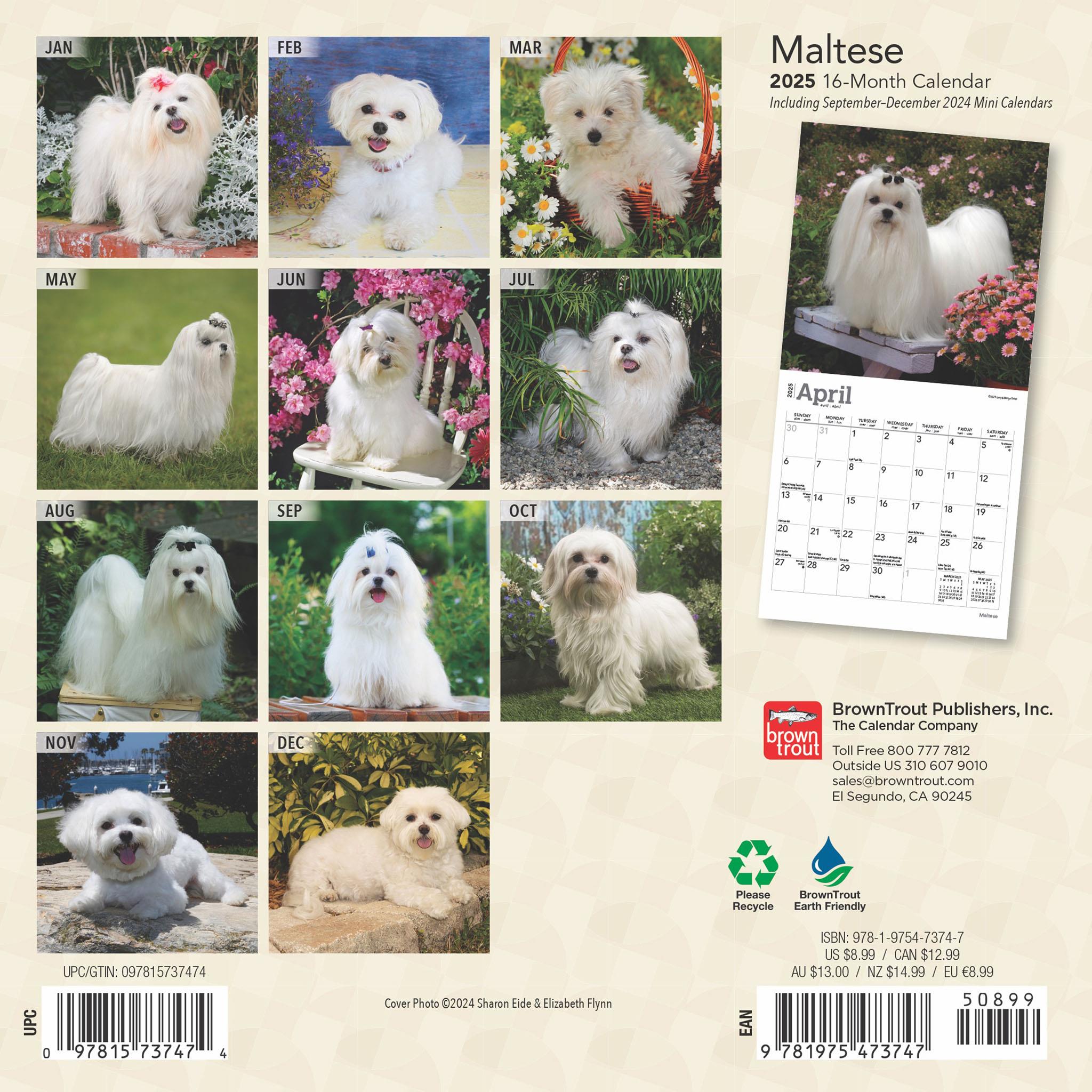 Maltese Mini 2025 Calendar - Online Exclusive