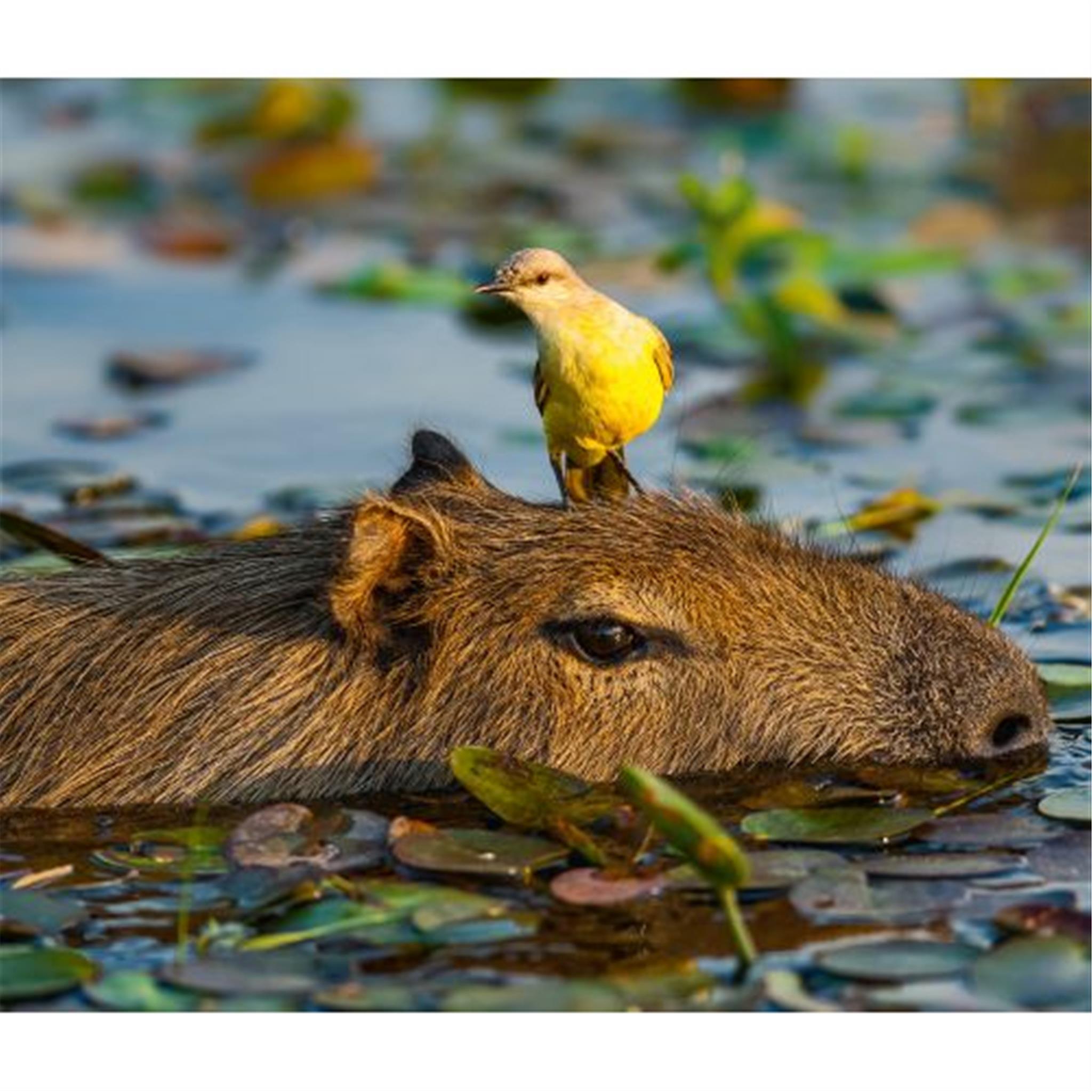 Capybara World Wildlife Fund Wall 2025 Calendar