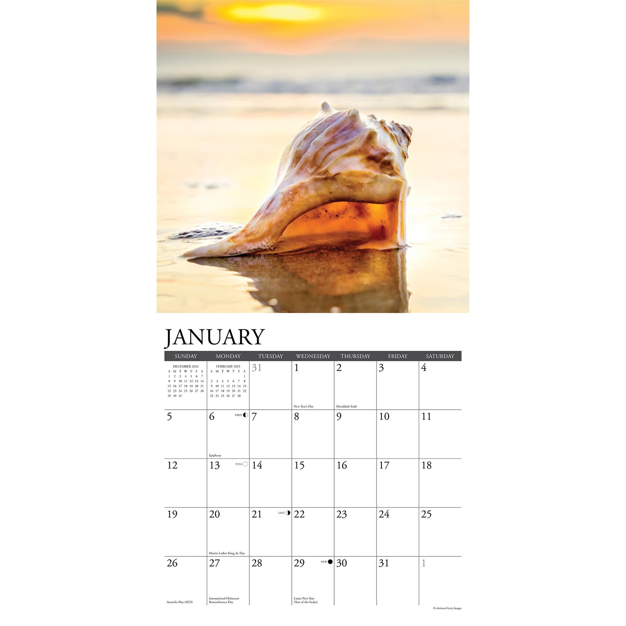 Seashells Wall 2025 Calendar - Online Exclusive