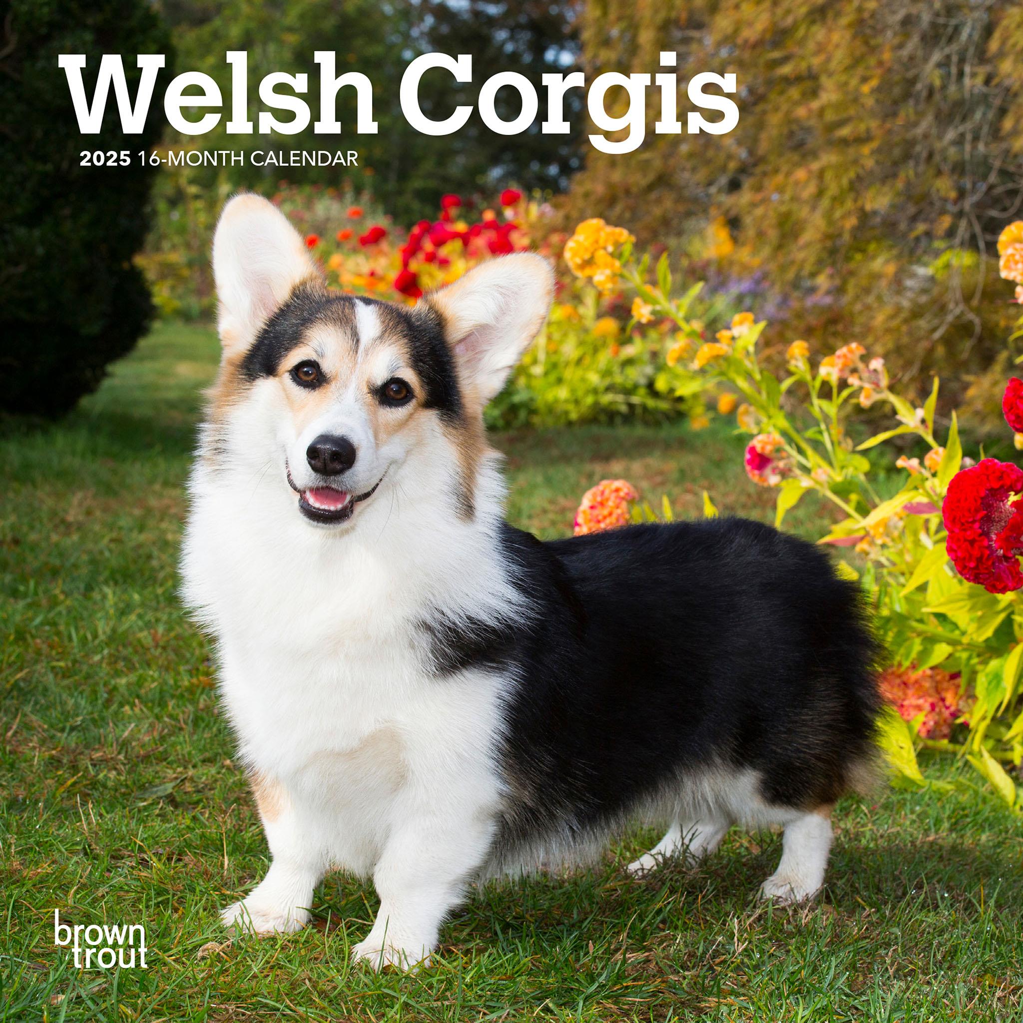 Corgis Welsh Mini 2025 Calendar