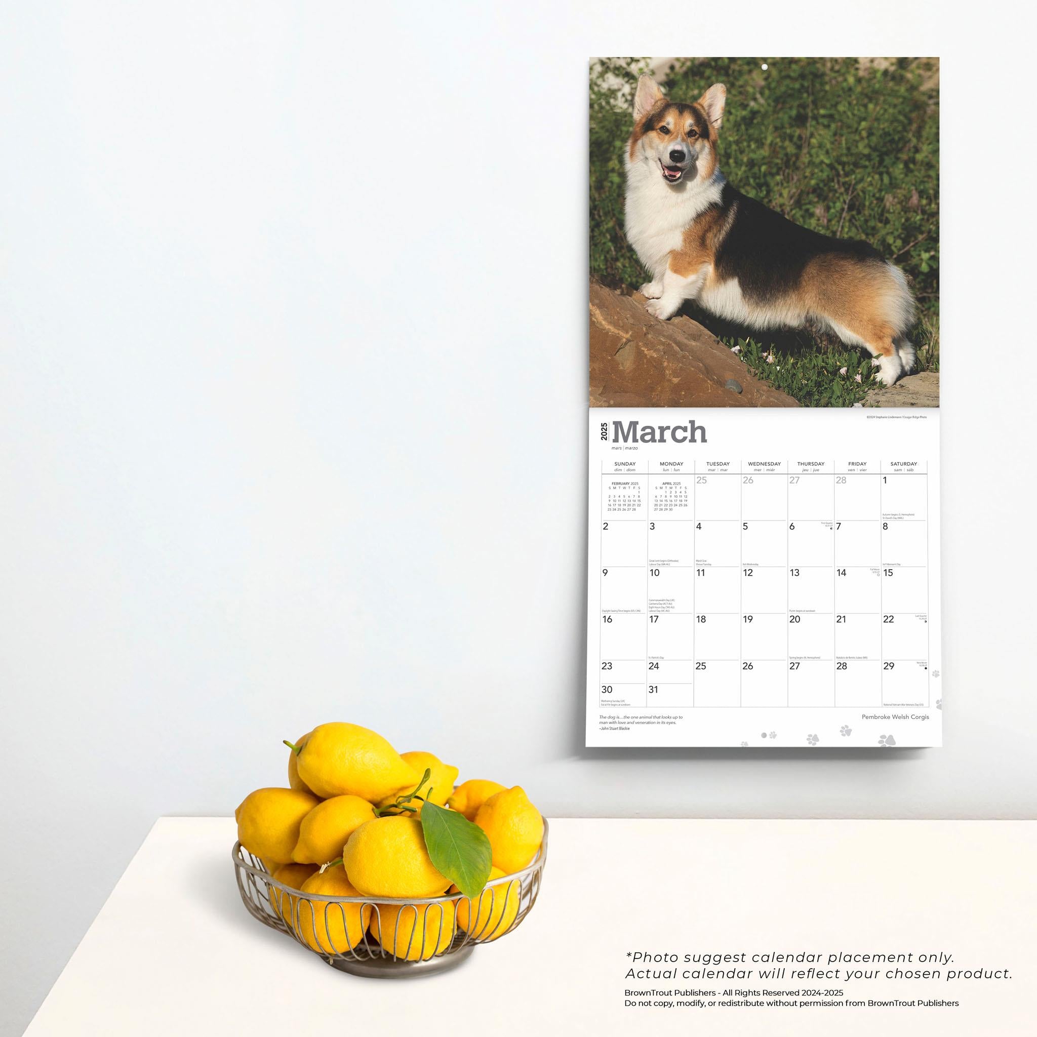 Welsh Corgis Pembroke Wall 2025 Calendar - Online Exclusive