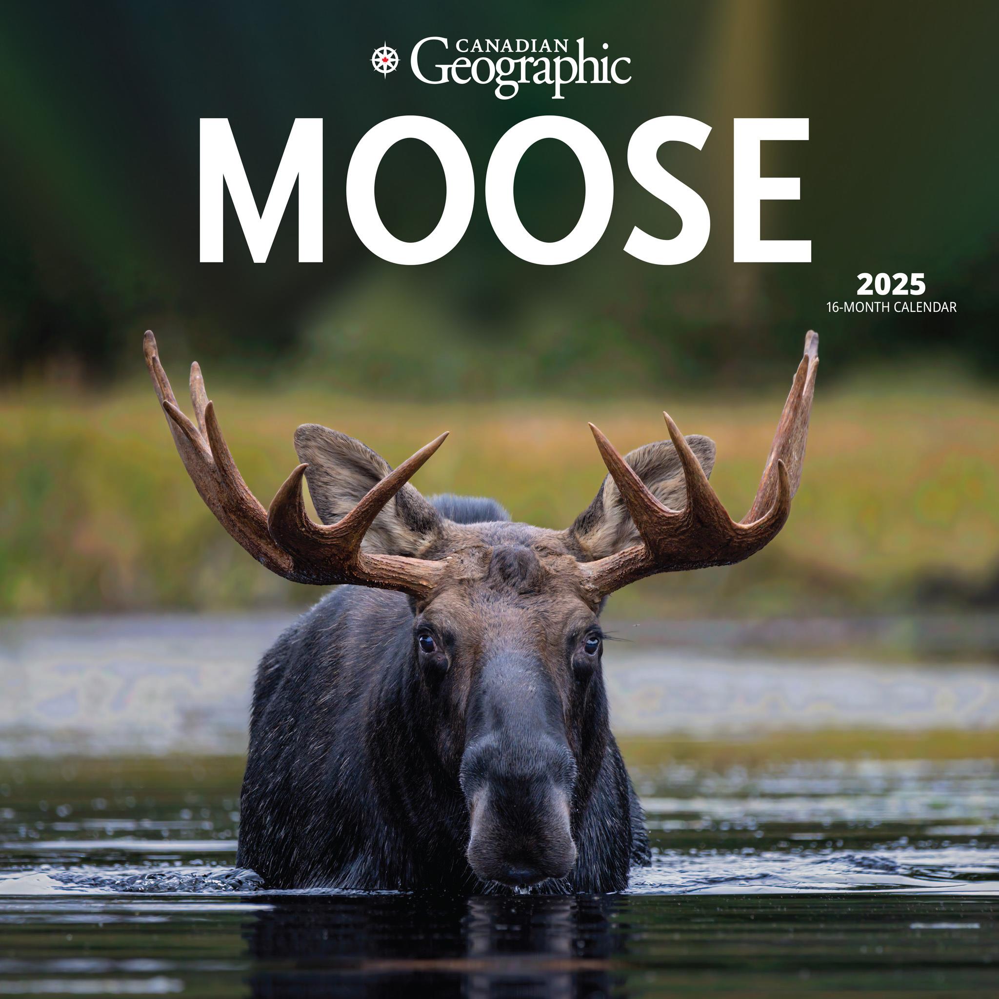 Moose Canadian Geographic Wall 2025 Calendar