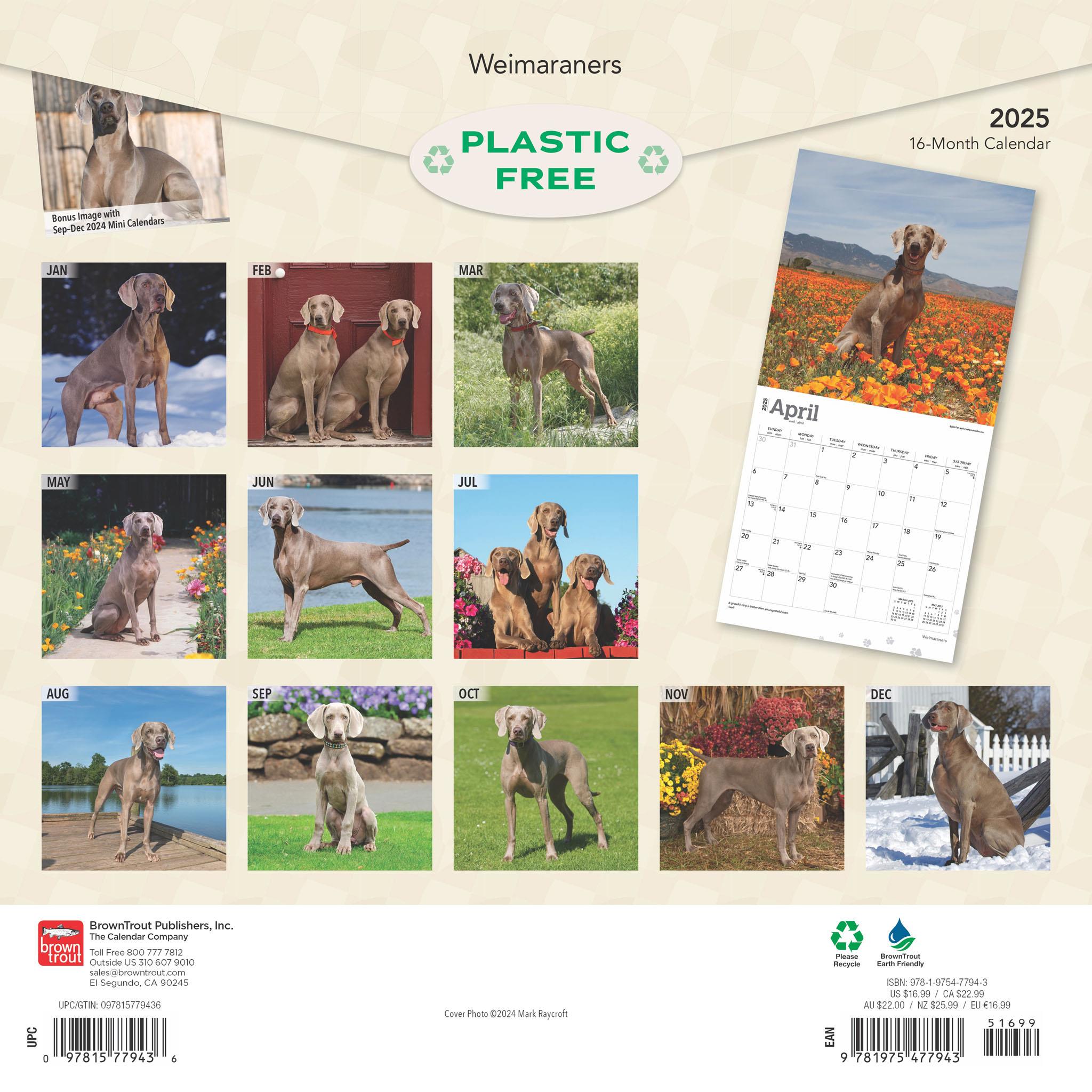 Weimaraners Wall 2025 Calendar