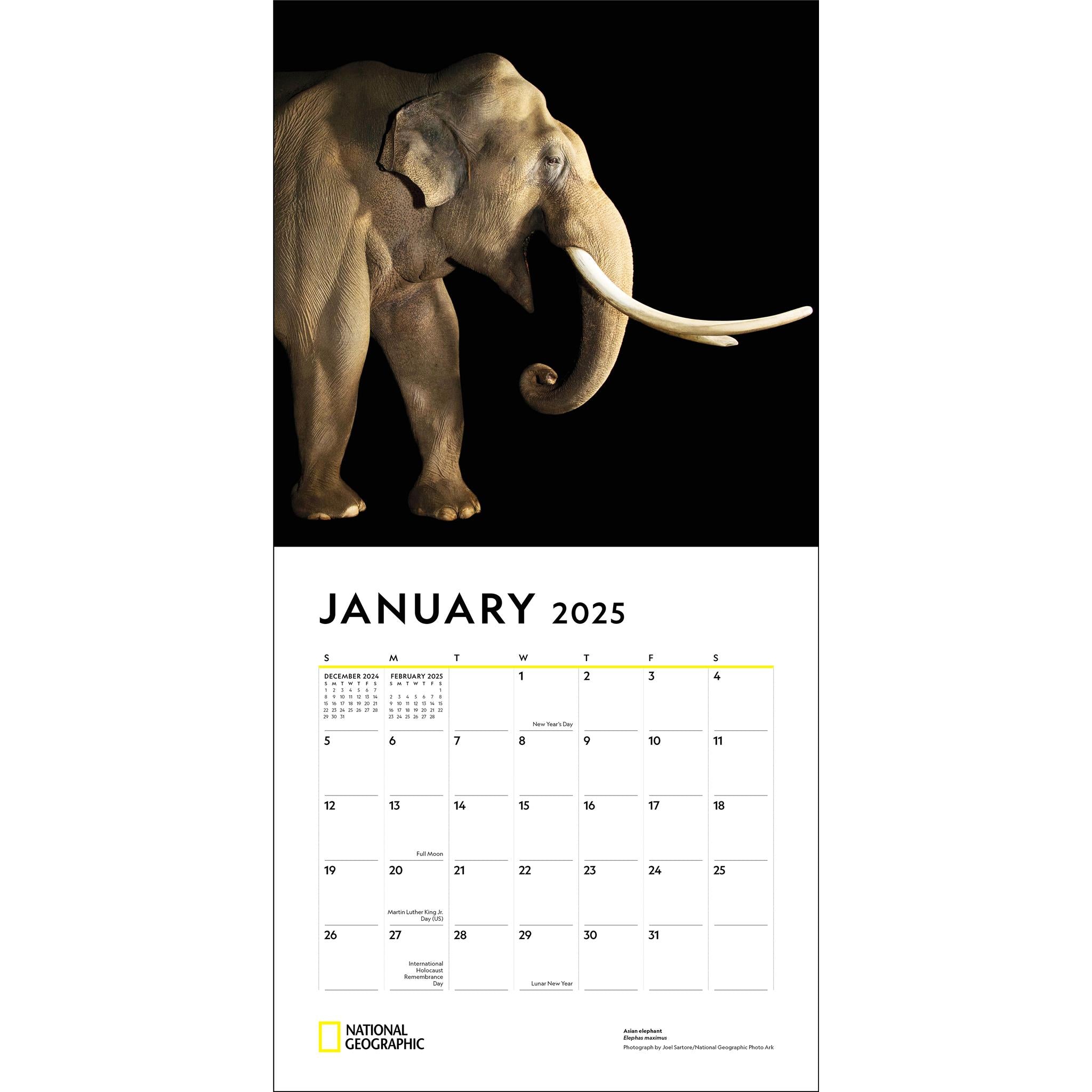 Endangered Species National Geographic Wall 2025 Calendar - Online Exclusive