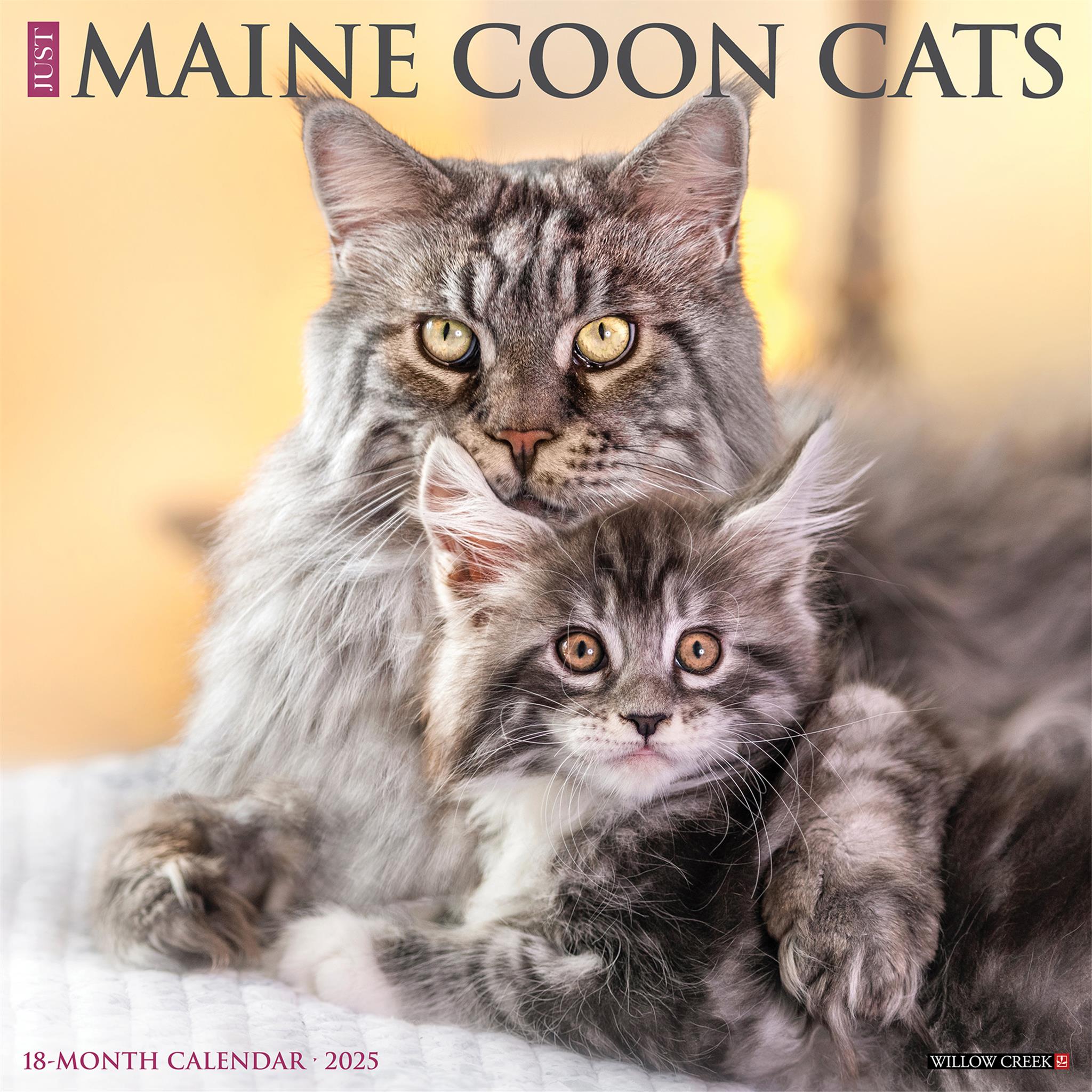 Just Maine Coon Cats Wall 2025 Calendar