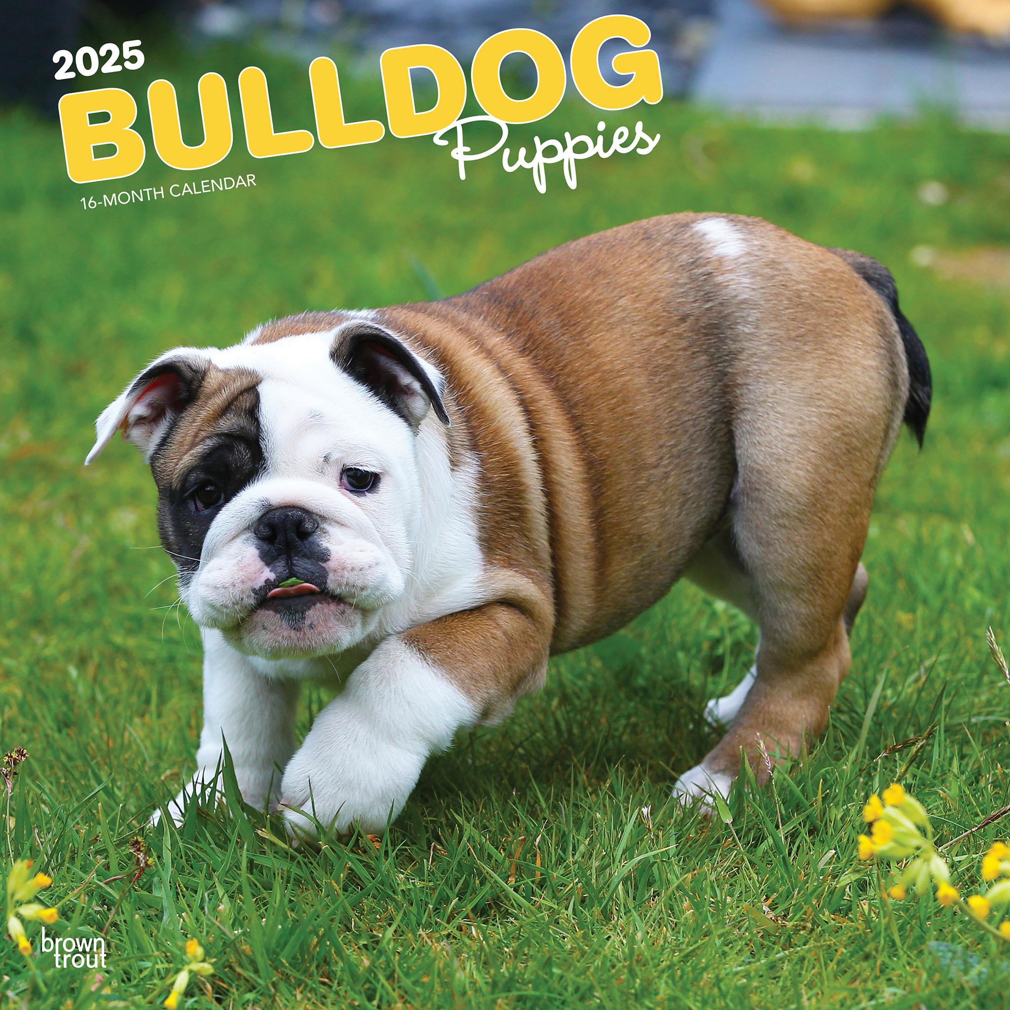 Bulldog Puppies Wall 2025 Calendar - Online Exclusive