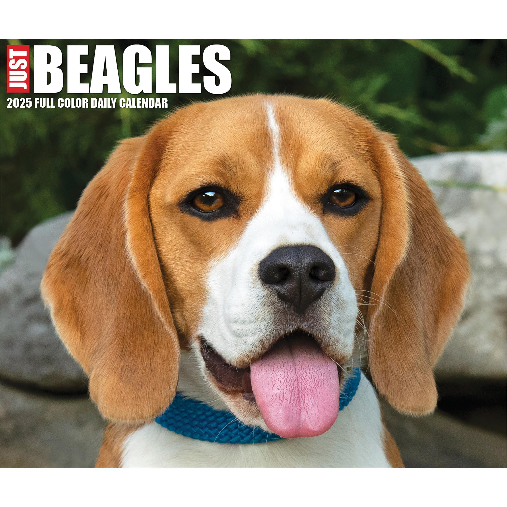 Just Beagles Box 2025 Calendar - Online Exclusive