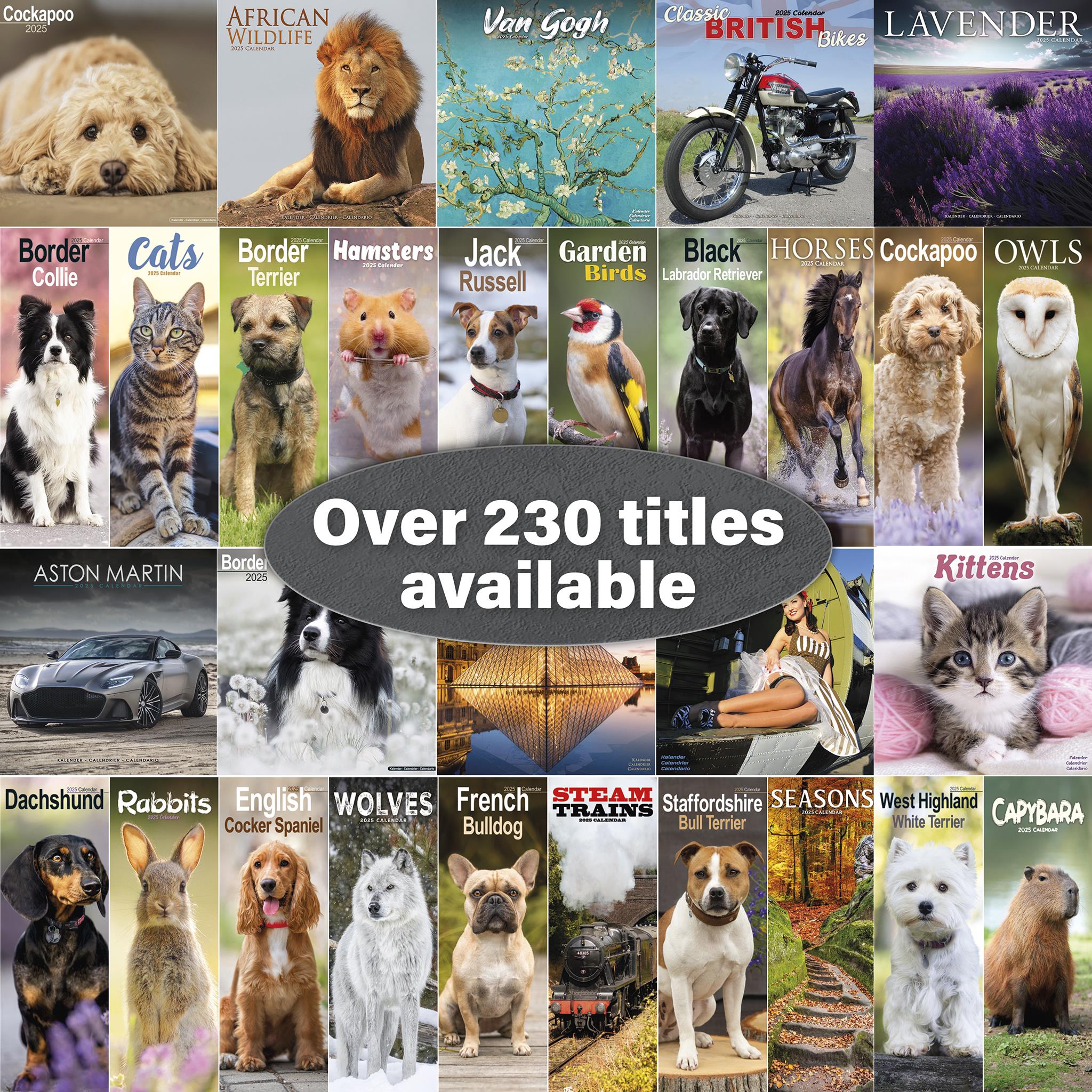 Bearded Collie Wall 2025 Calendar - Online Exclusive