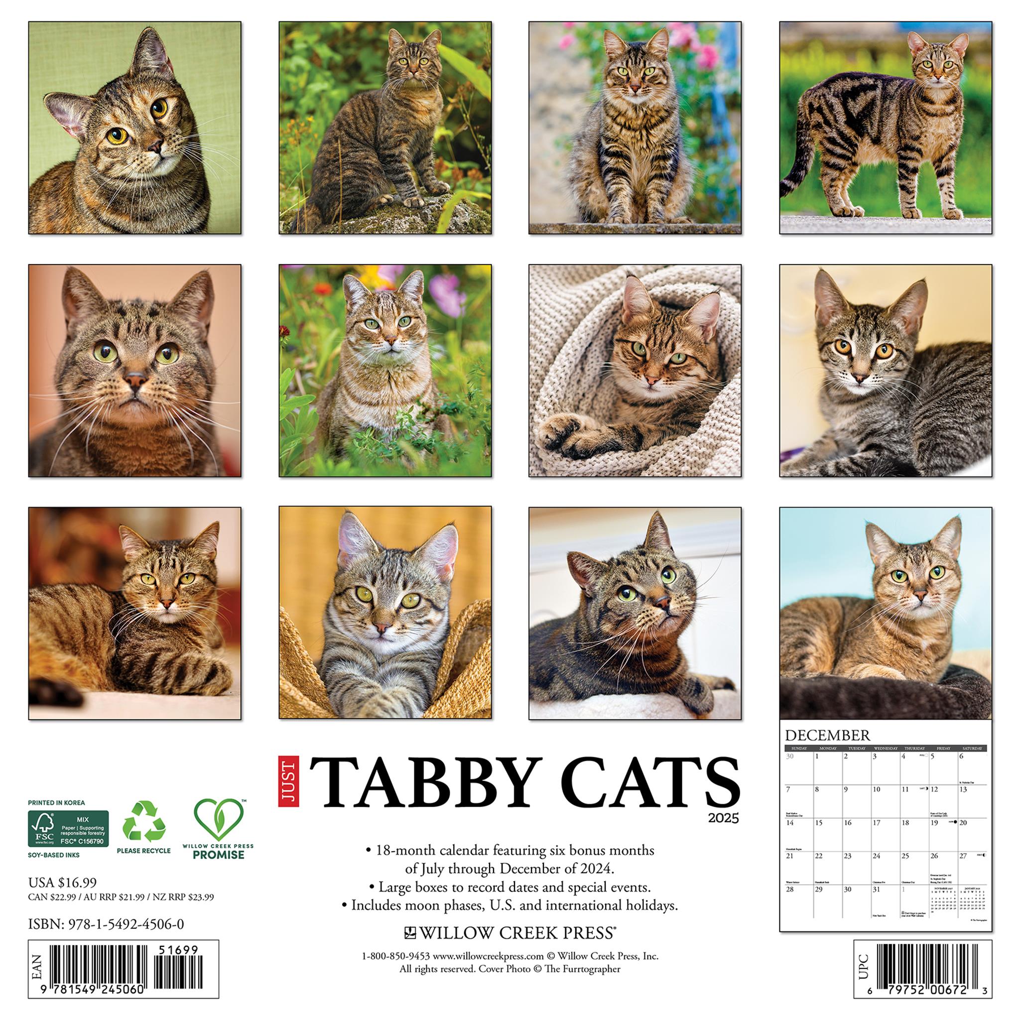 Just Tabby Cats Wall 2025 Calendar - Online Exclusive