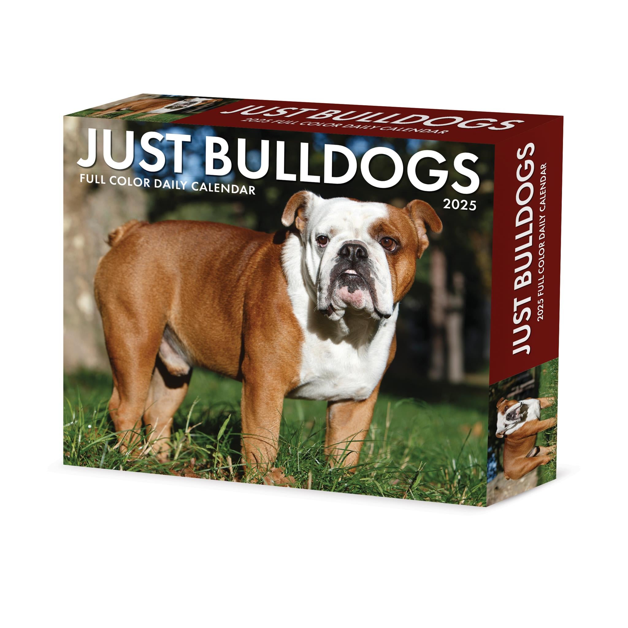 Just Bulldogs Box 2025 Calendar - Online Exclusive