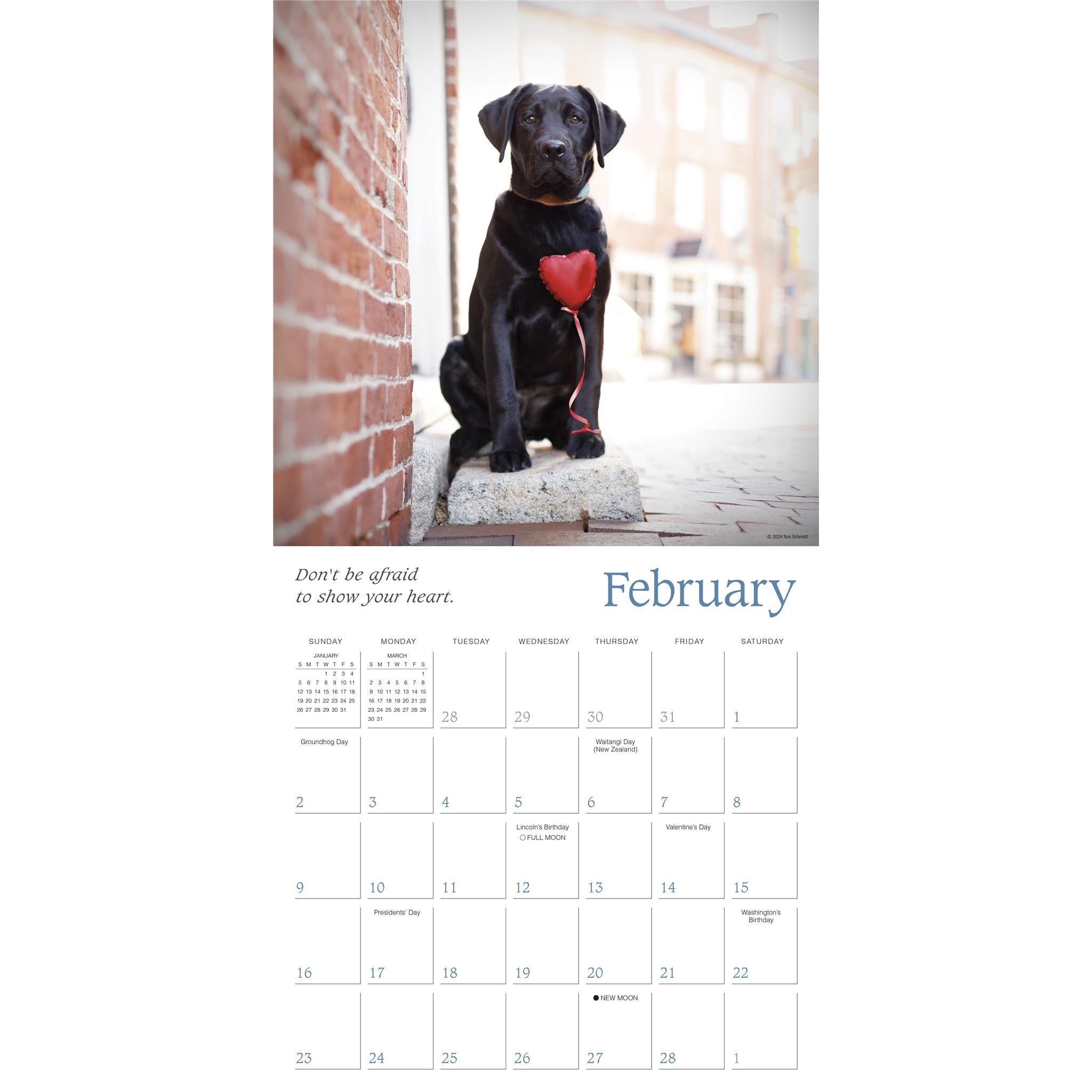 Dogma Wall 2025 Calendar