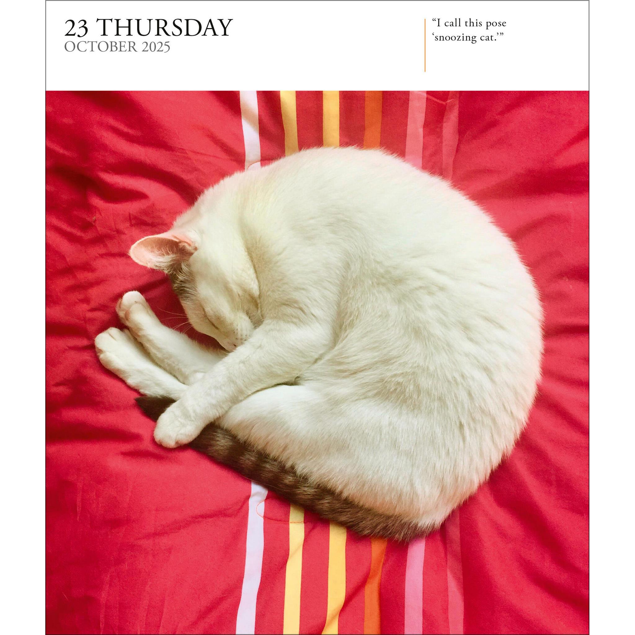 Cat Gallery Box 2025 Calendar