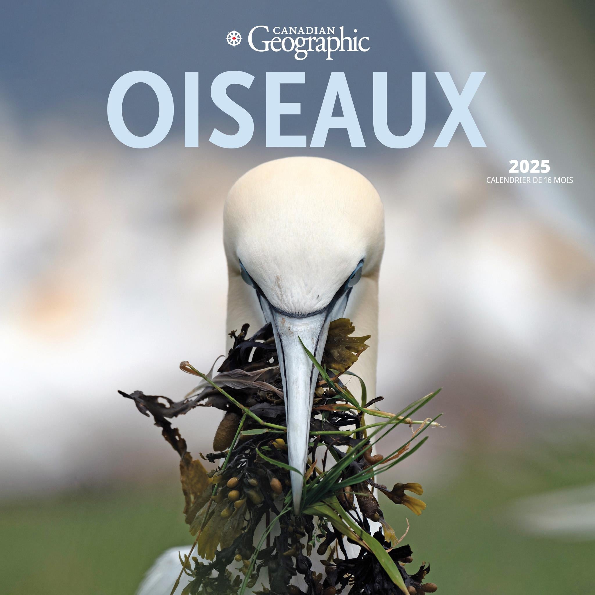 Oiseaux Birds Canadian Geographic Wall 2025 Calendar (French)