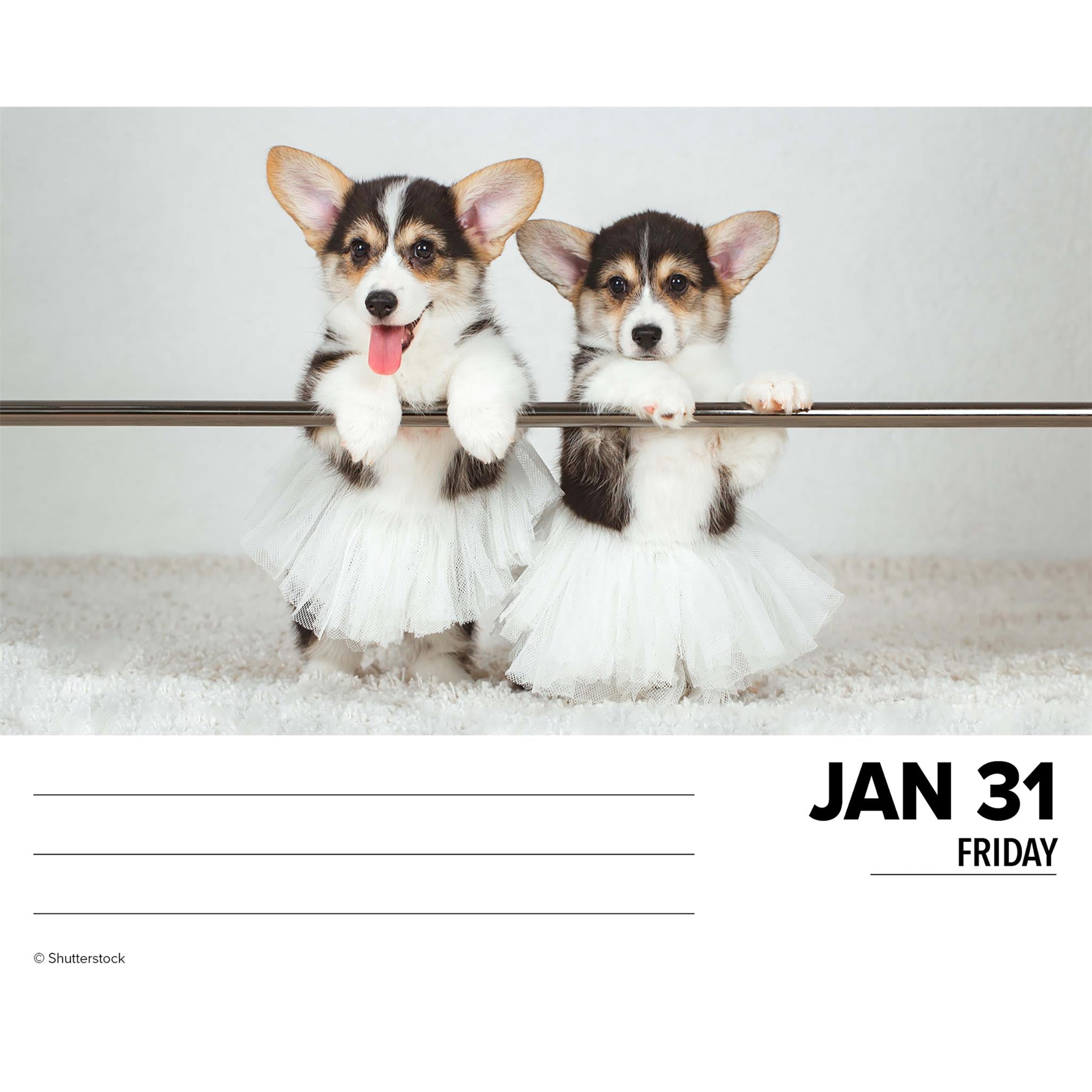 Just Corgis Box 2025 Calendar - Online Exclusive